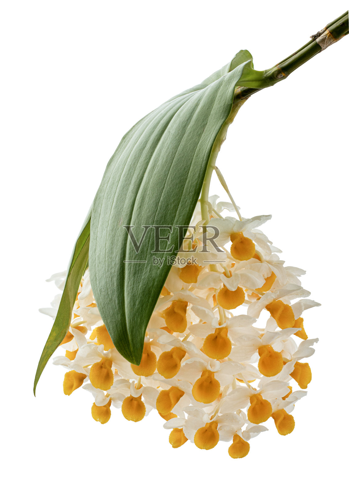 石斛兰，松果状总状石斛兰，石斛兰孤立于白色背景上，具剪枝路径照片摄影图片