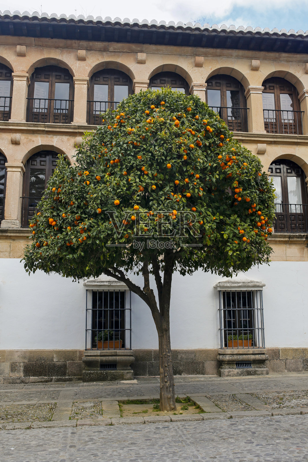 房子前有棵橘子树照片摄影图片