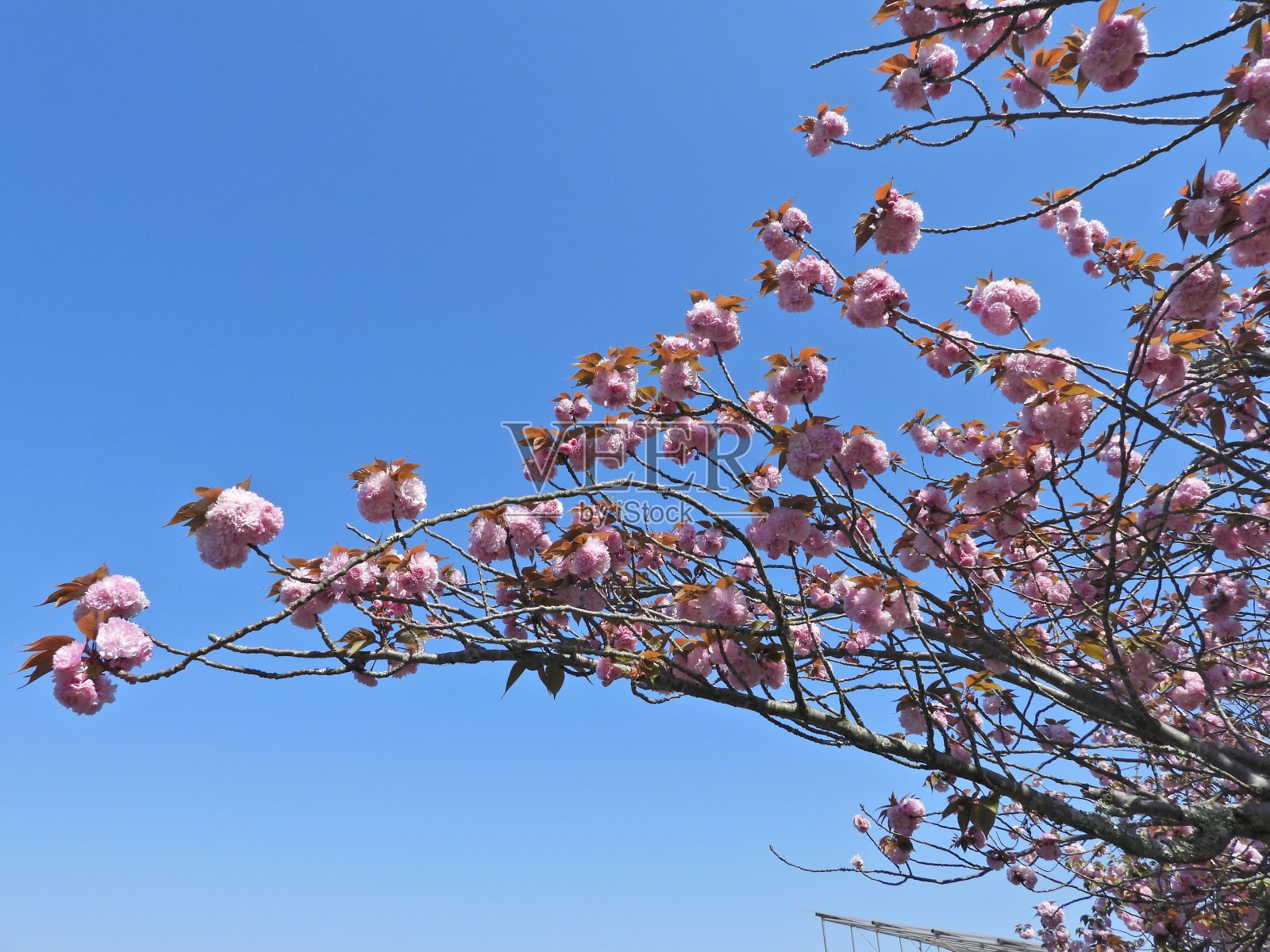 樱花的花照片摄影图片