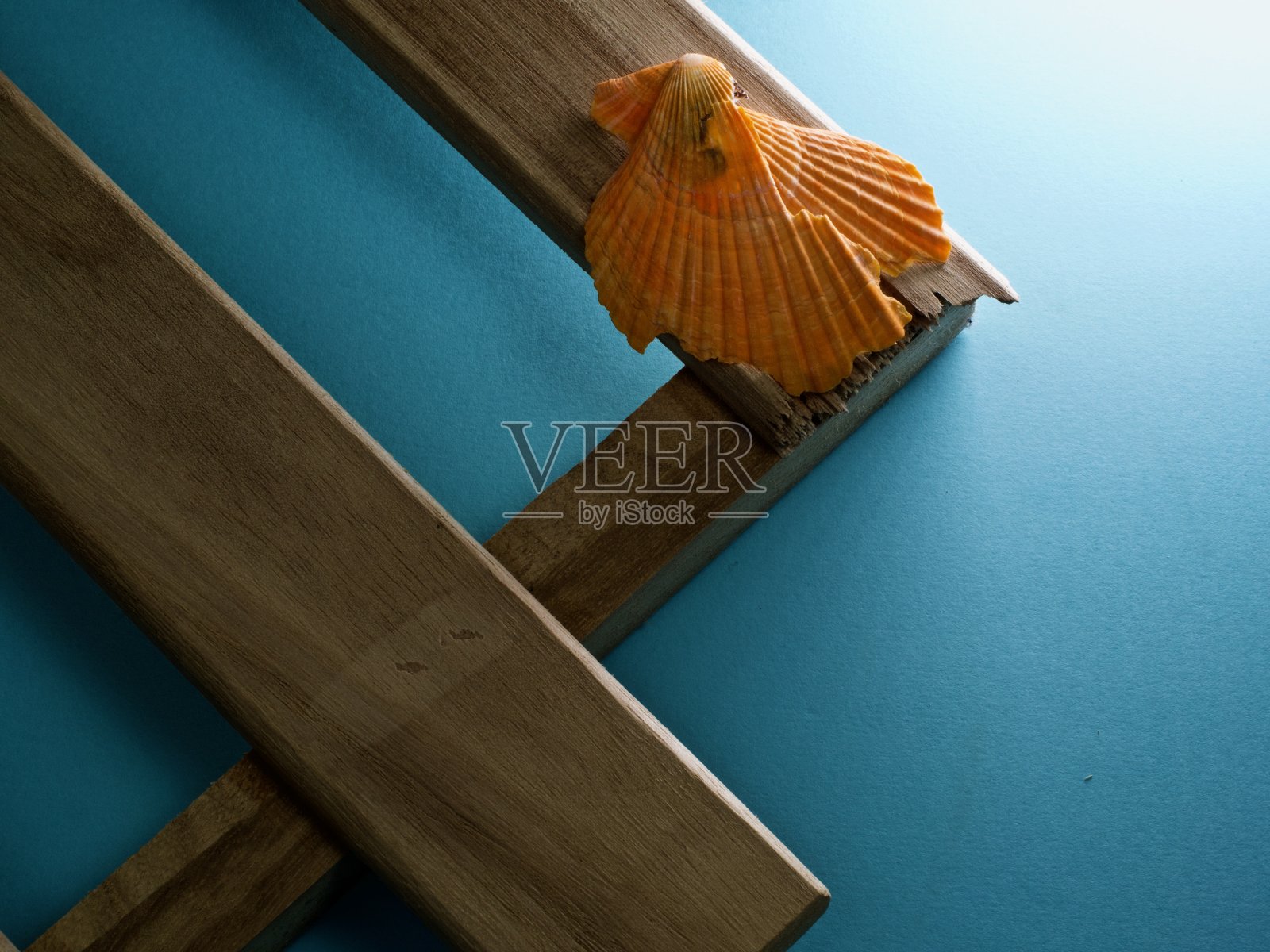 破碎的扇贝照片摄影图片