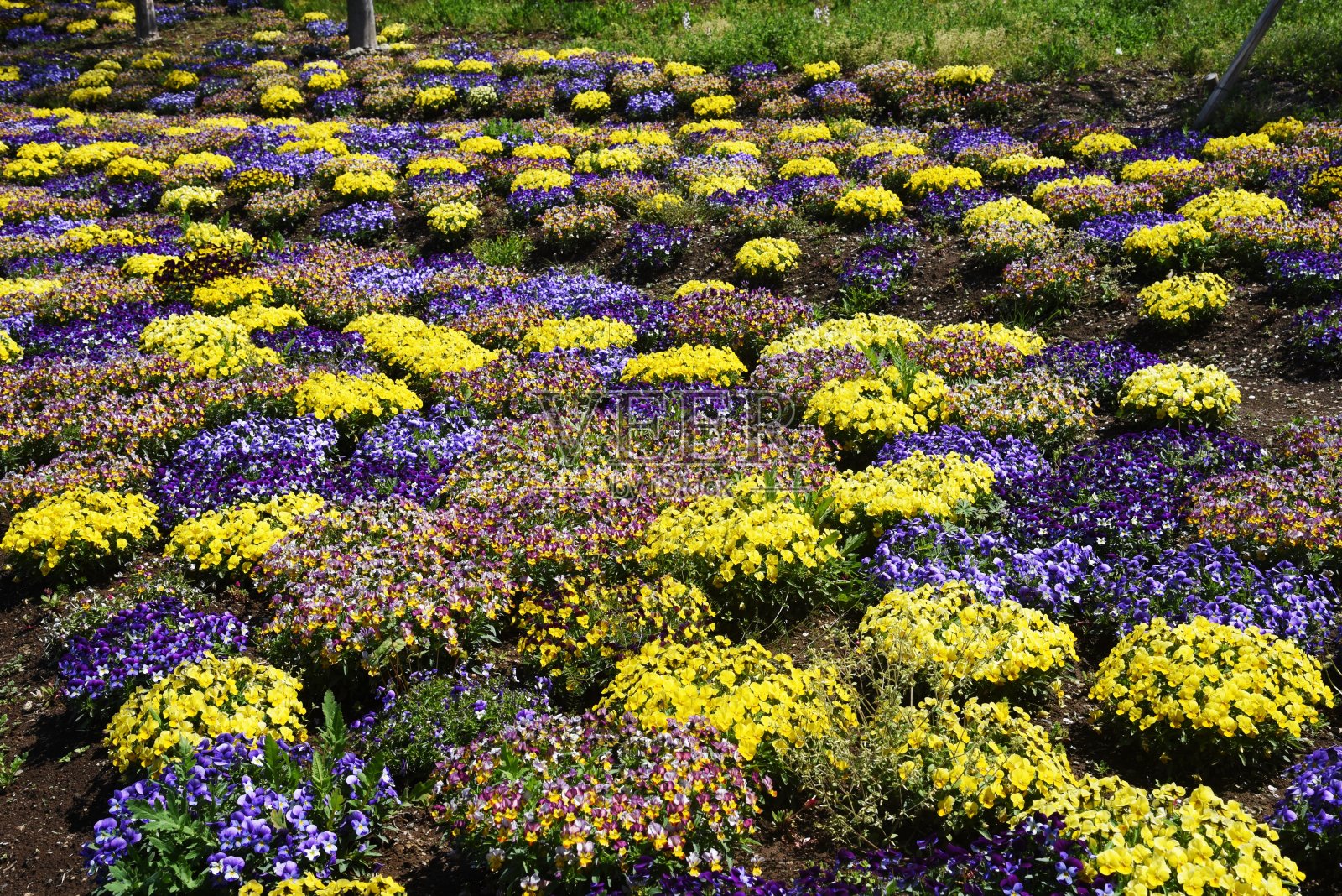 在植物园里盛开的堇菜。照片摄影图片