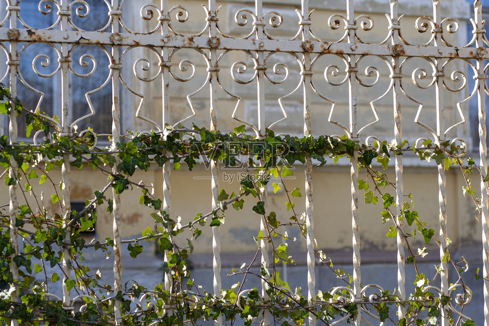 古老的铁栅栏和新鲜的绿叶照片摄影图片