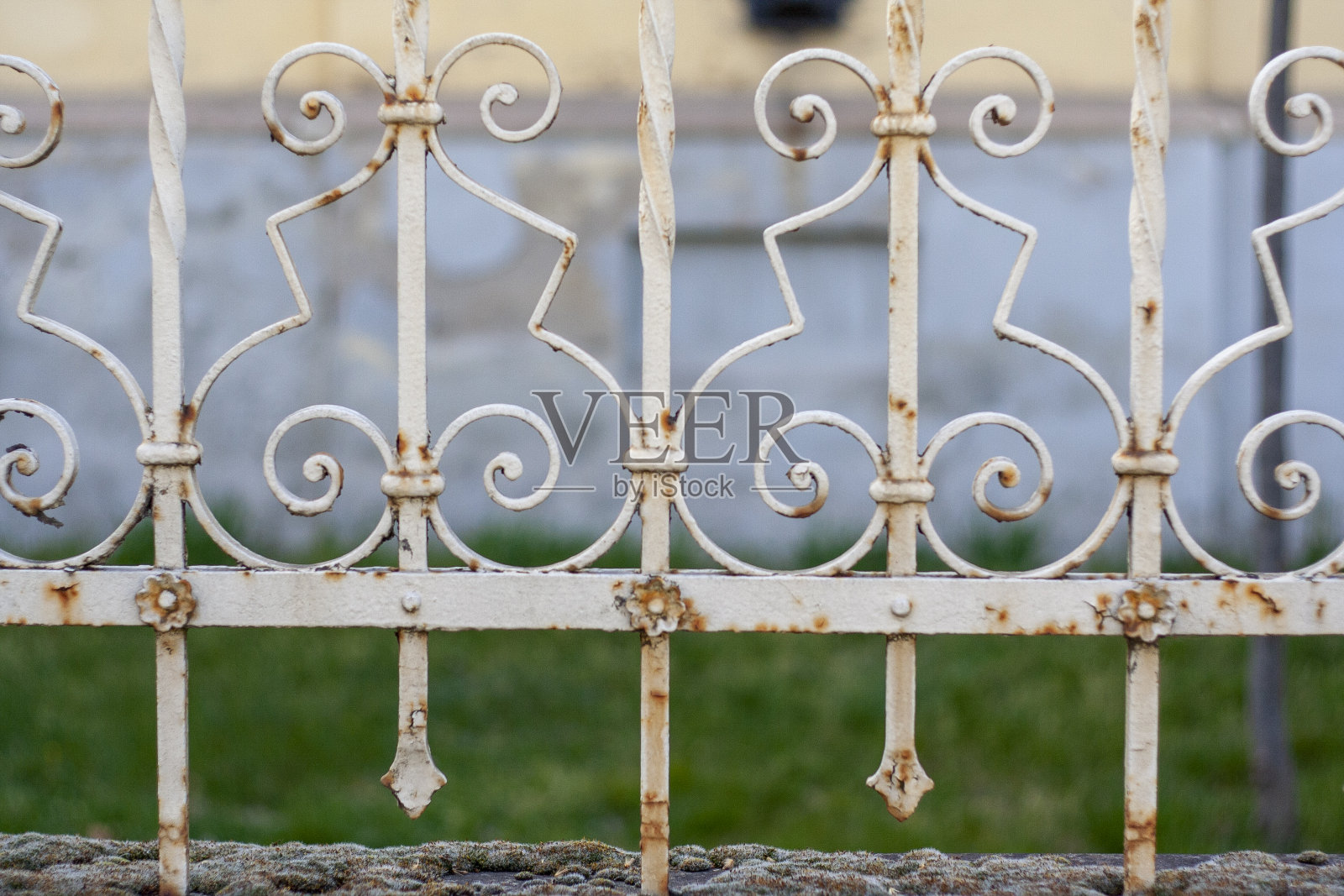 古老的铁栅栏和新鲜的绿叶照片摄影图片