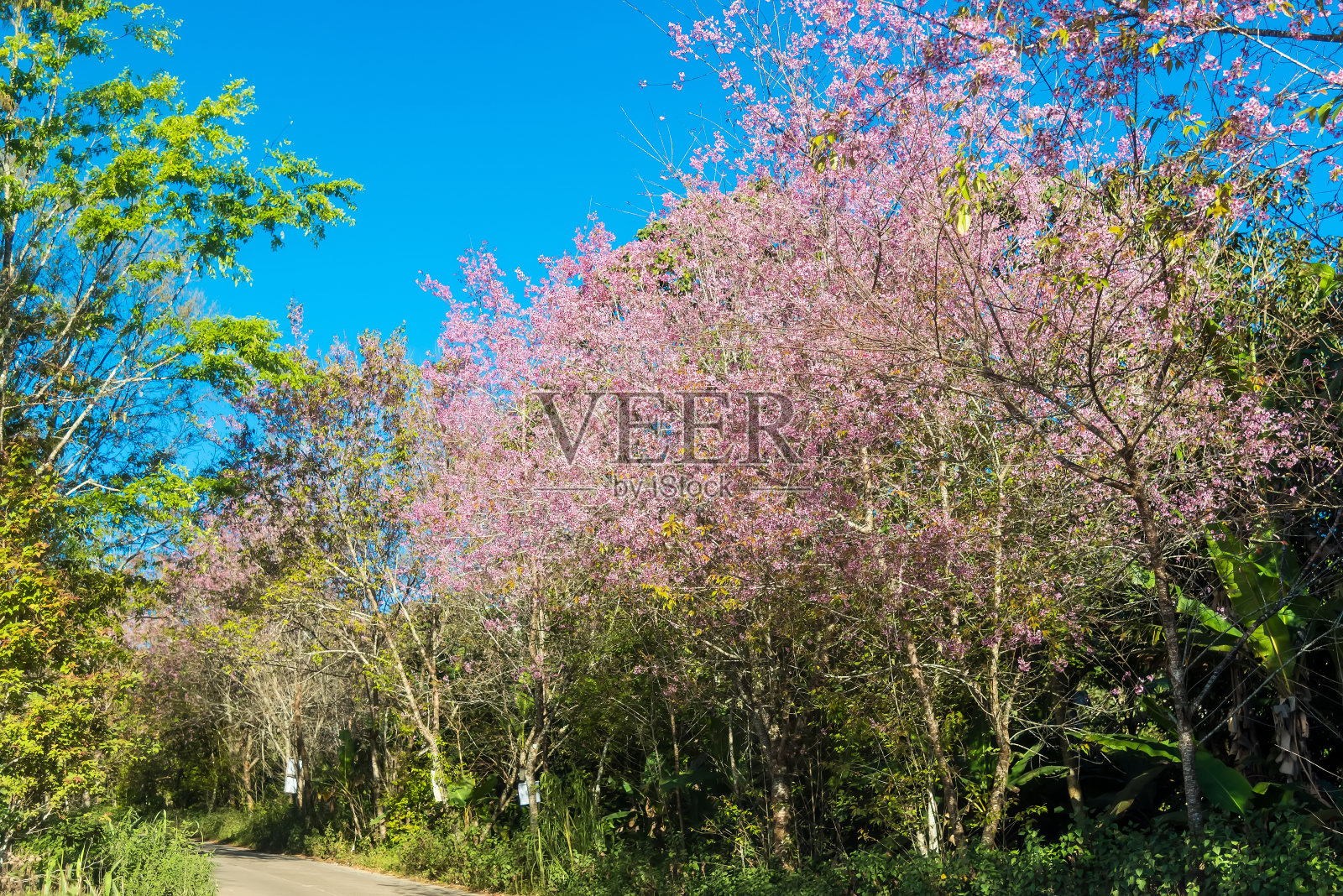 美丽的樱花，粉红色樱花樱花树花在蓝天的背景照片摄影图片
