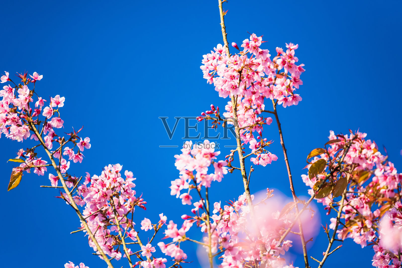 美丽的樱花，粉红色樱花樱花树花在蓝天的背景照片摄影图片