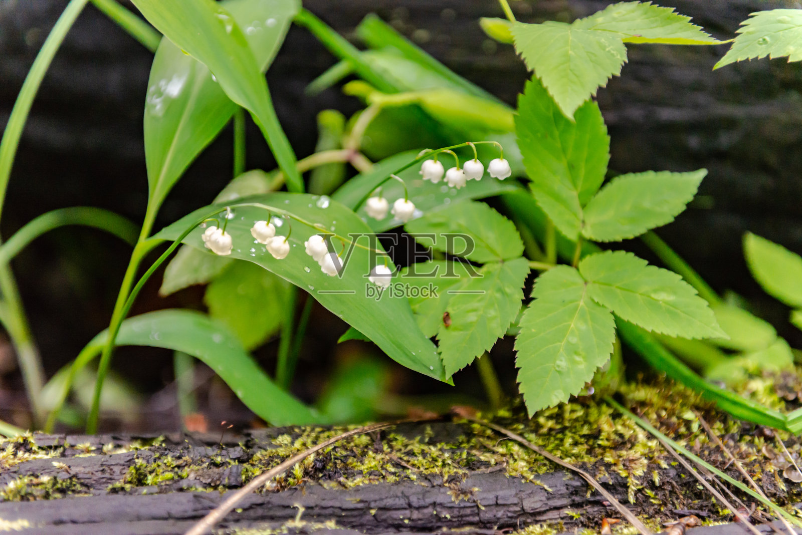春天森林里的铃兰照片摄影图片