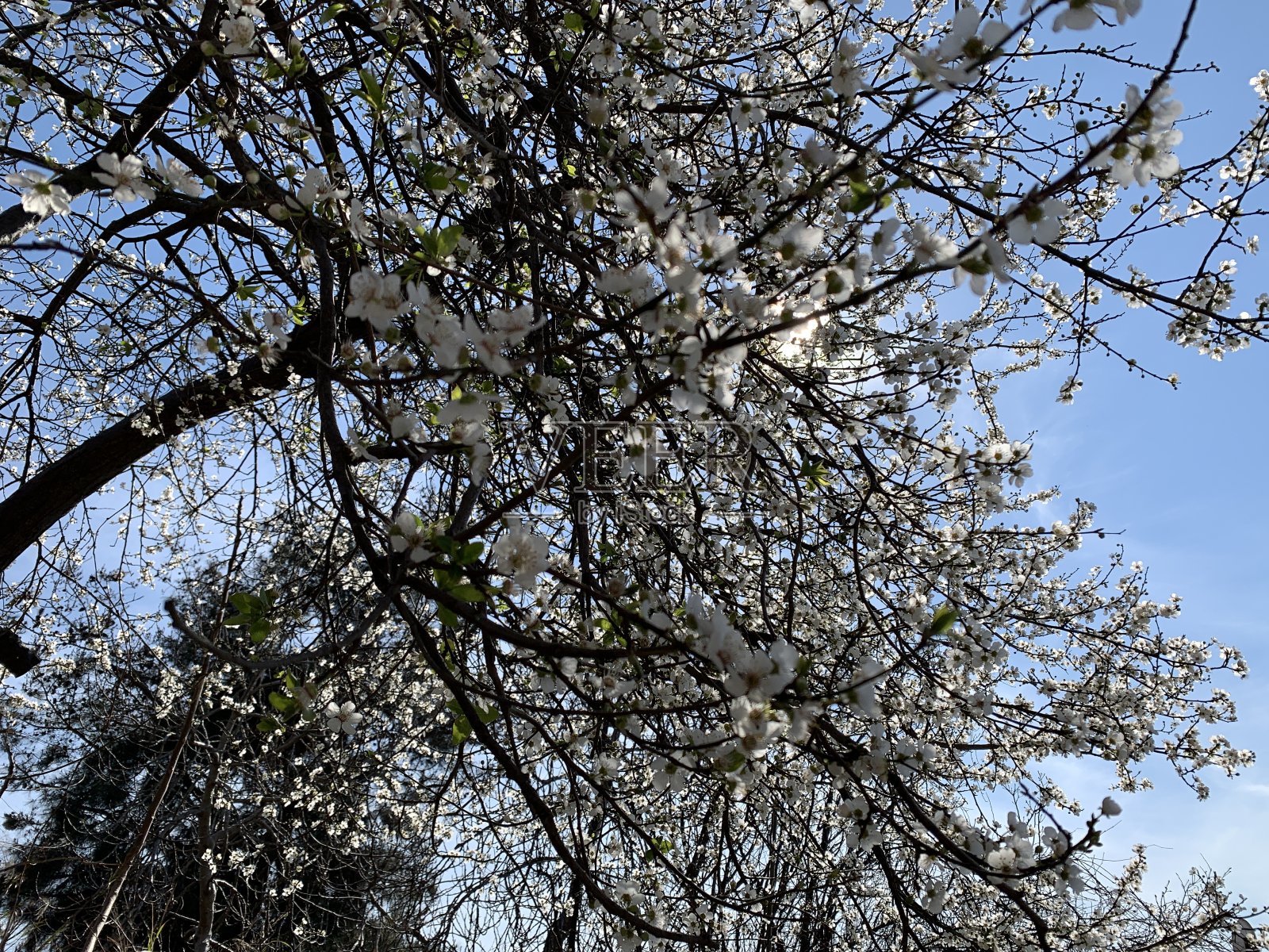Sakure树盛开的照片摄影图片