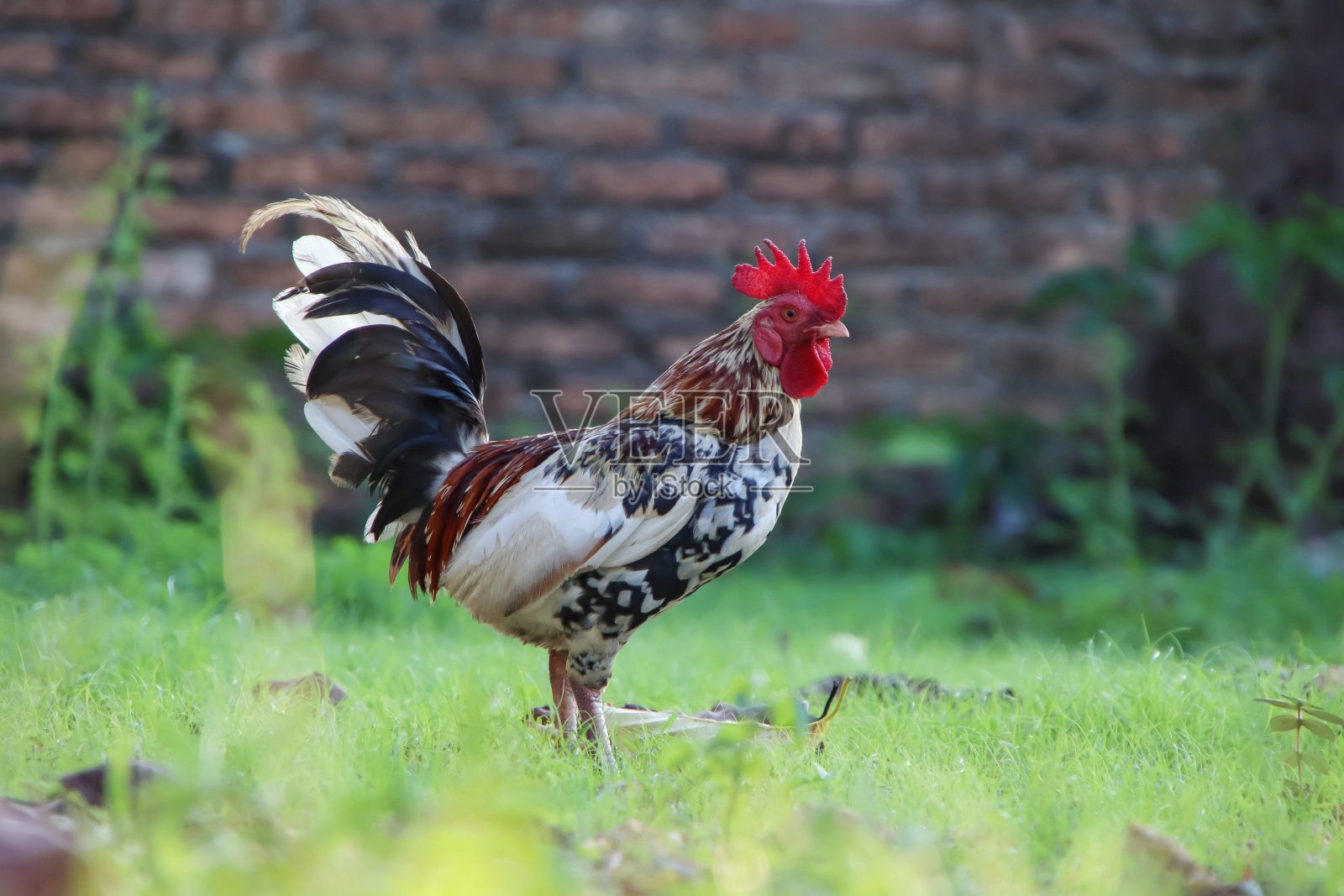 夏日绿色草地上的公鸡。照片摄影图片