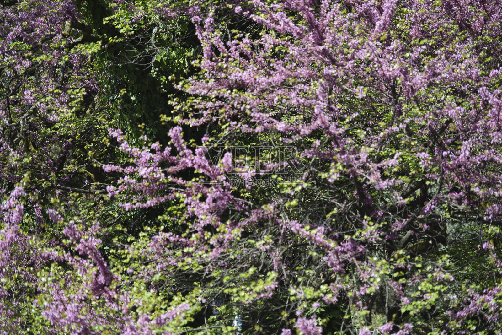 在罗马建筑照片摄影图片