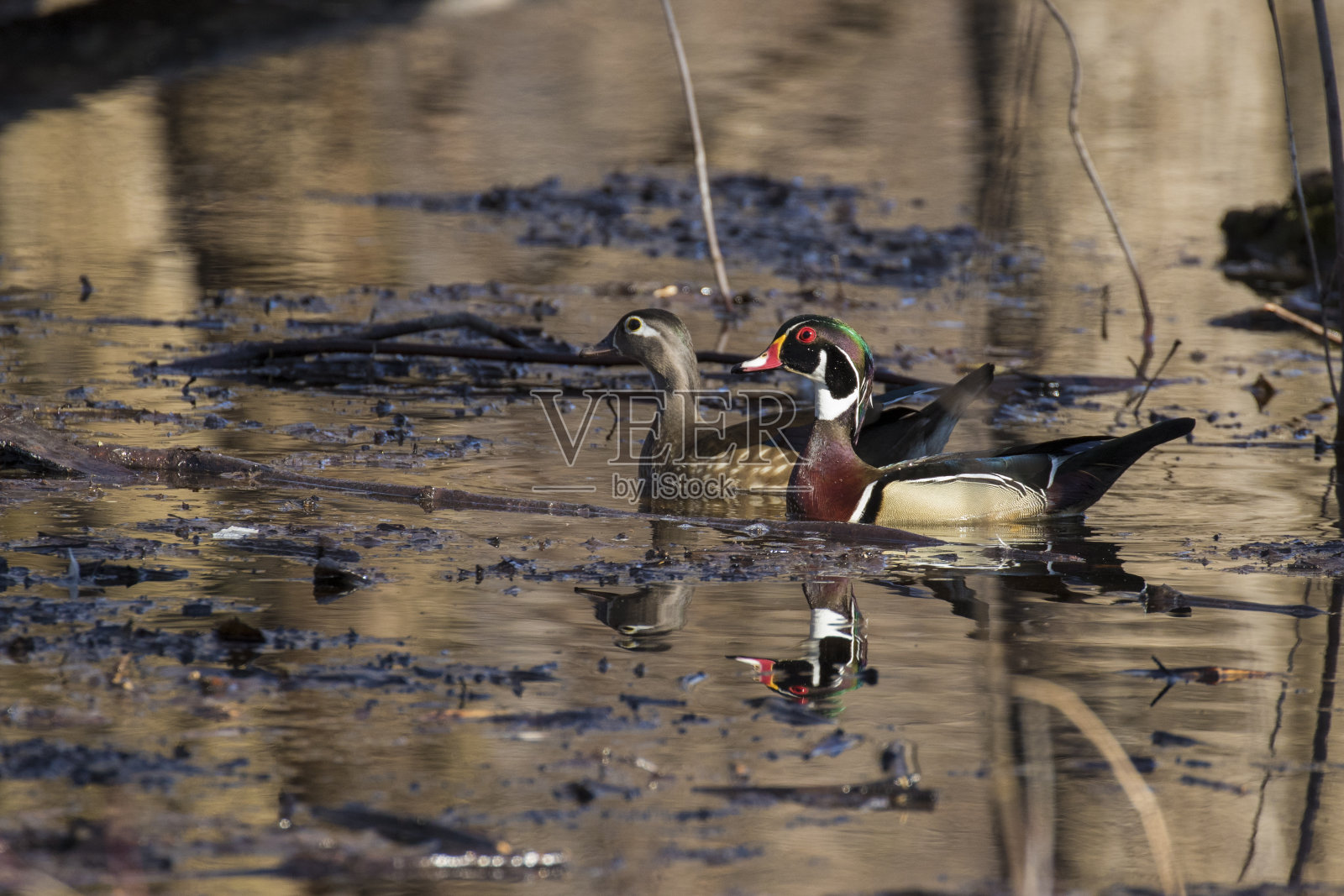 木鸭或卡罗莱纳鸭照片摄影图片