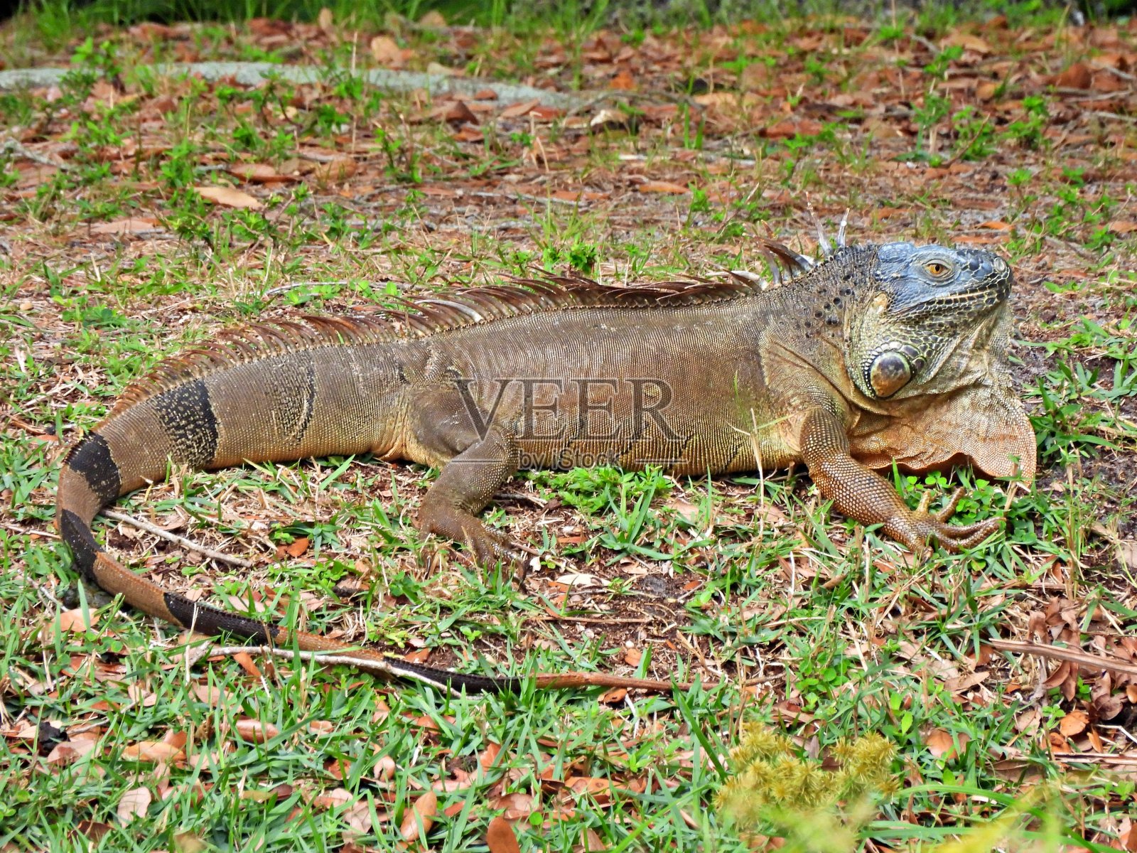 绿色鬣蜥(鬣蜥)在草地上休息照片摄影图片