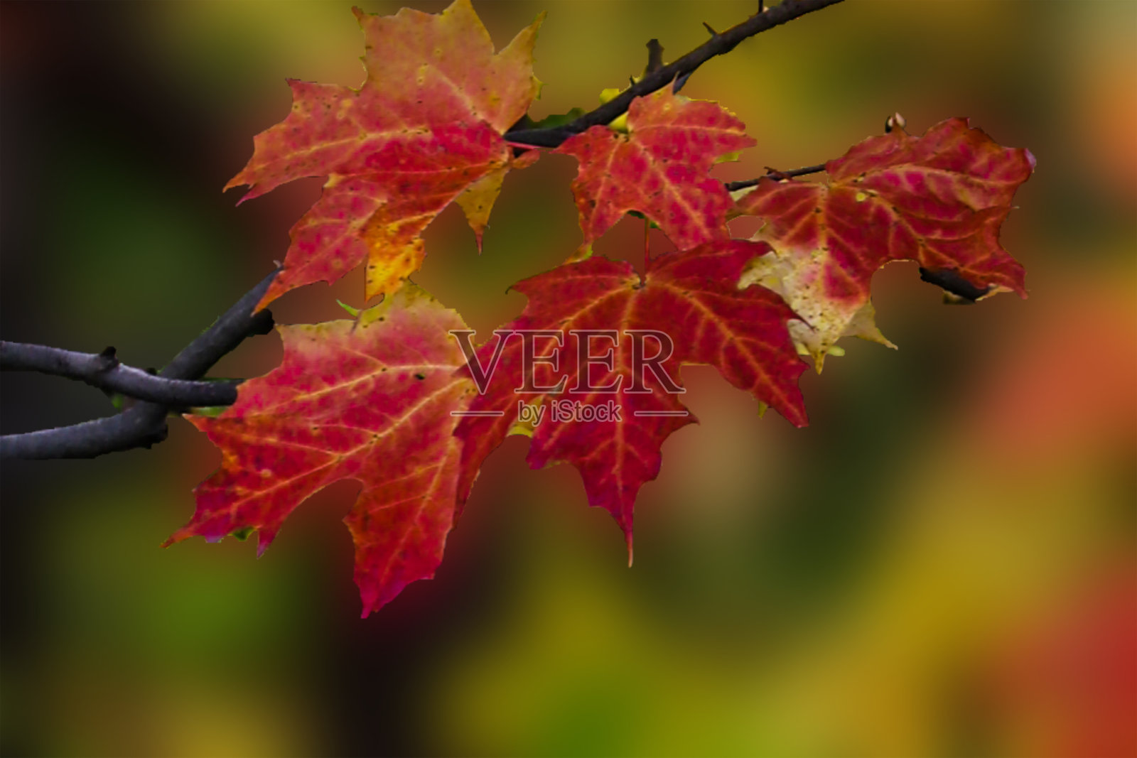 红色枫树在焦点在野外在秋天，ON，加拿大照片摄影图片