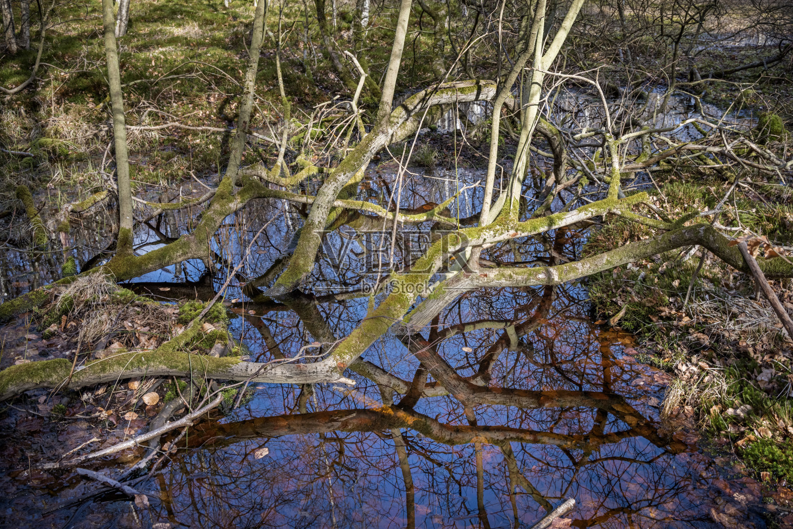 丹麦森林中的湿地照片摄影图片