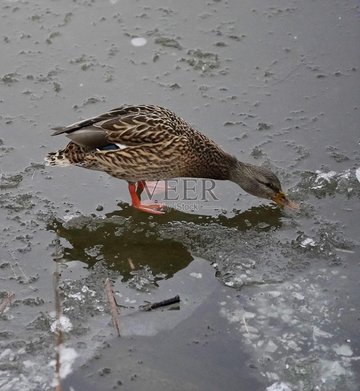 在城市湖上过冬的德雷克在冰冷的水中寻找食物照片摄影图片