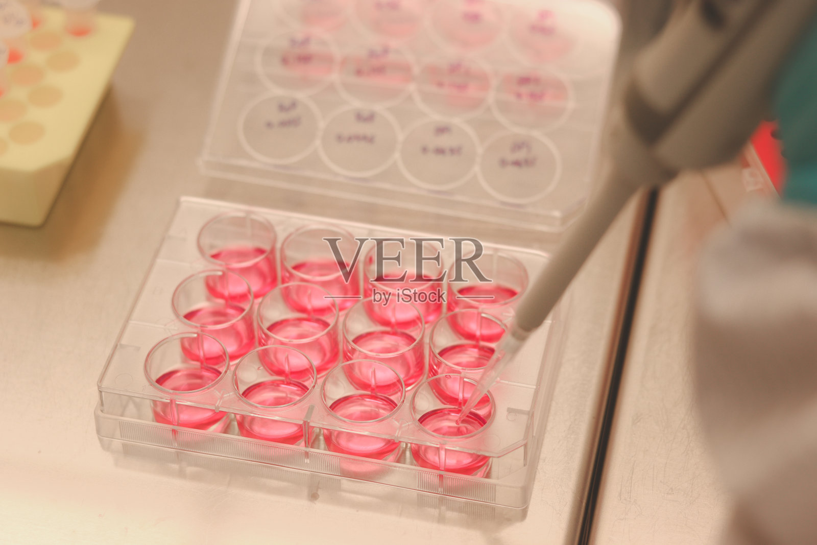 科学家在实验室用细胞培养孔板进行医学研究，在生物安全柜罩内培养哺乳动物干细胞，微生物学家手戴手套做科学实验测试。照片摄影图片