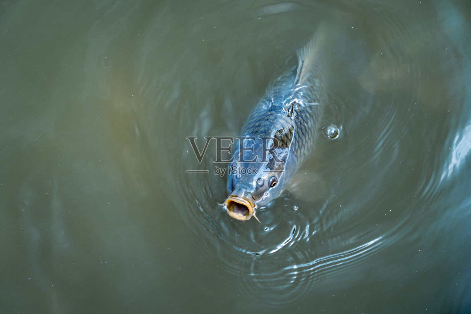大鱼把它的嘴伸出水面照片摄影图片