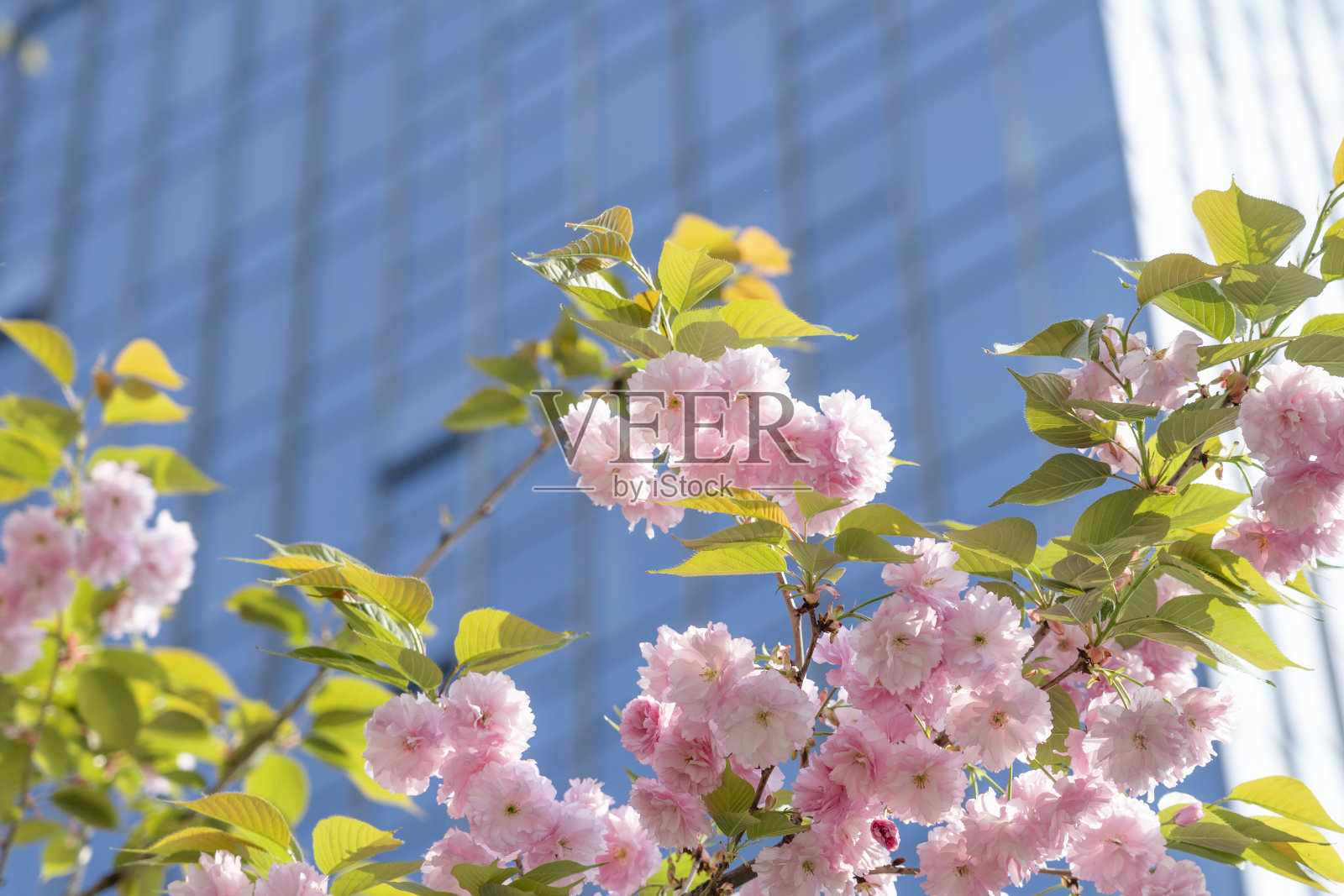 春天的樱花在现代玻璃摩天大楼前照片摄影图片