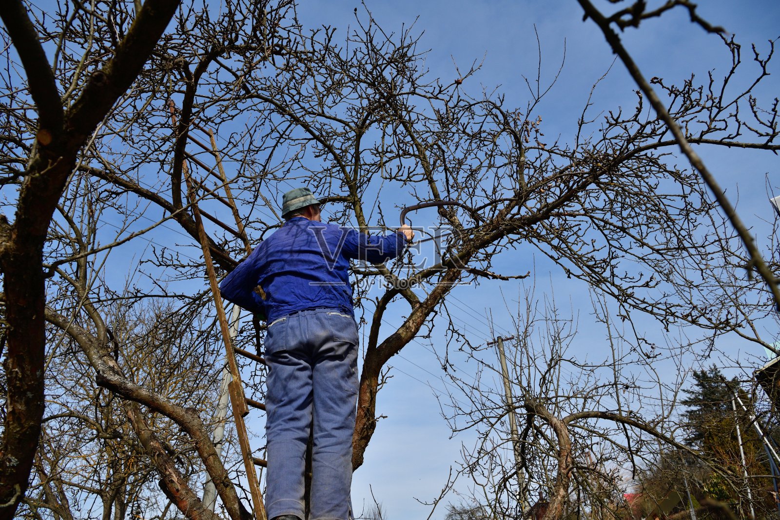园丁在梯子上修剪花园里果树的干枝照片摄影图片