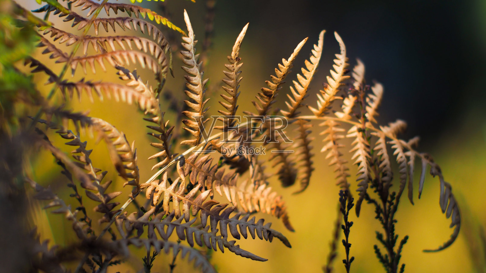 松树林中的黄色蕨类叶子照片摄影图片