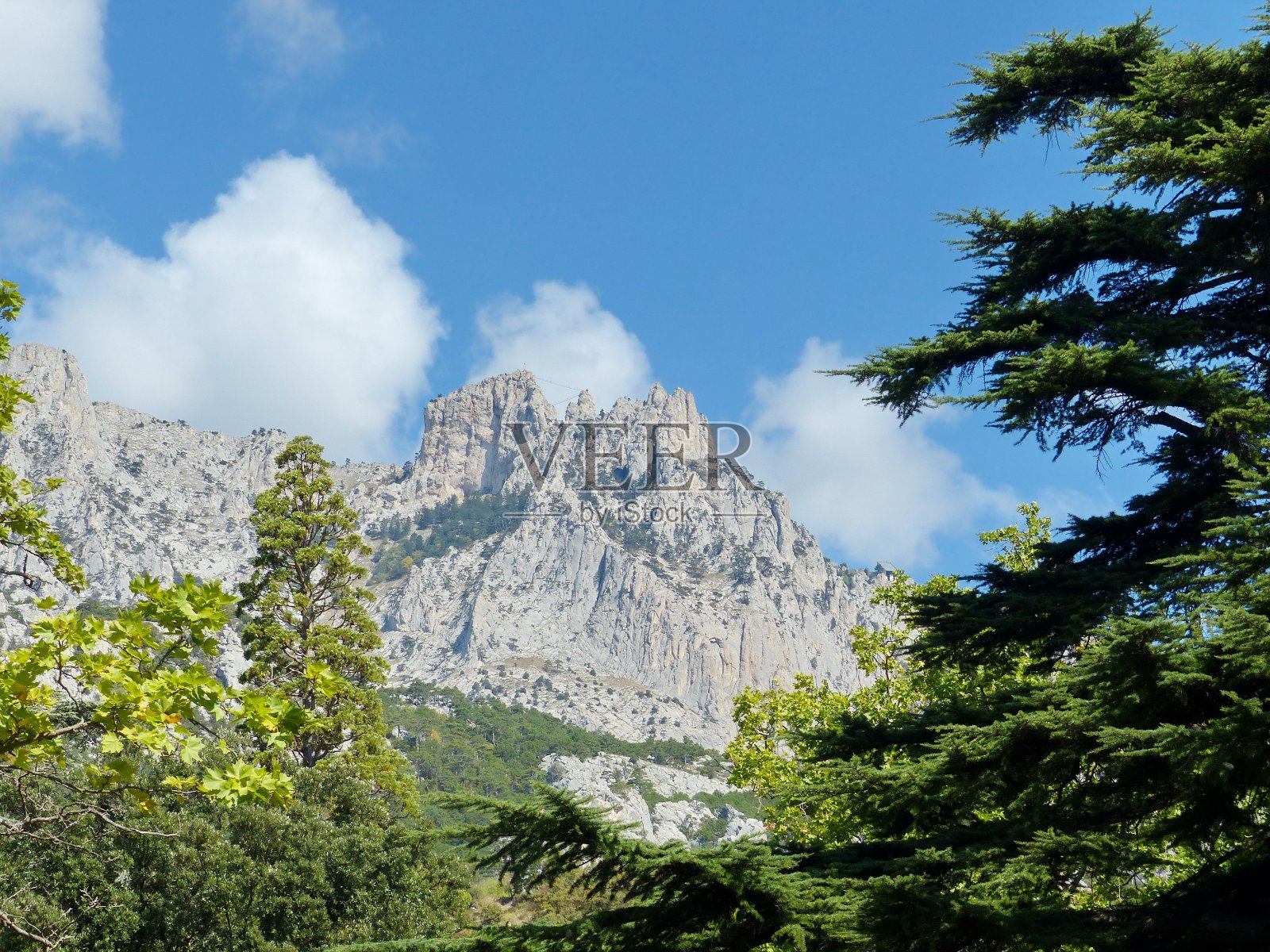 透过松树，你可以看到山顶。大型针叶树普遍有柏树，意大利和克里米亚松，黎巴嫩和阿特拉斯雪松，西班牙冷杉，蒙特祖玛松，高杜松。照片摄影图片