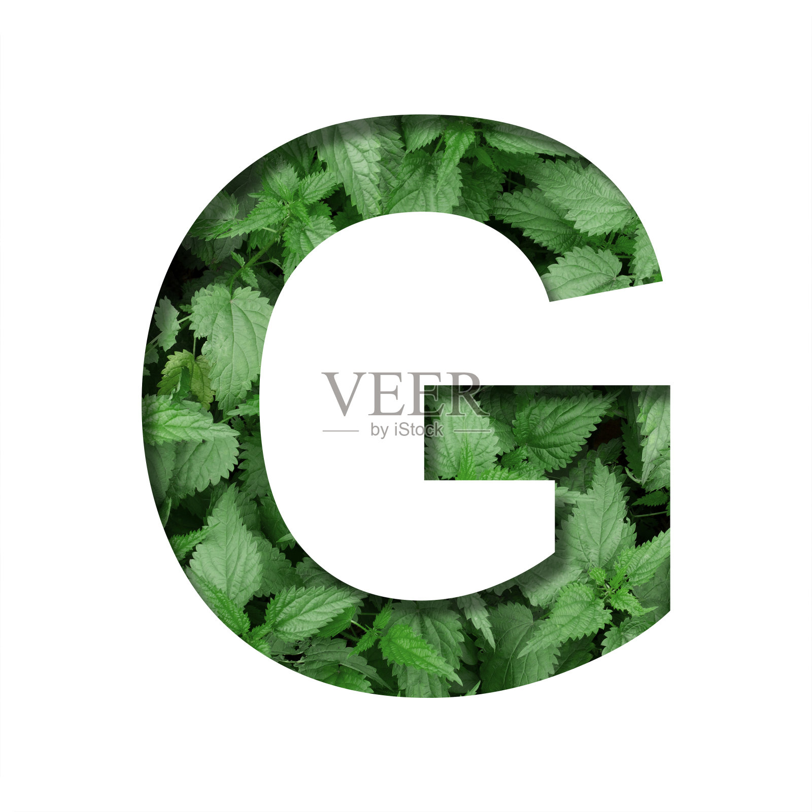 字体由叶子，字母G，剪出纸上的天然绿色荨麻为背景。新鲜幼自然叶容积地球日字体集。照片摄影图片