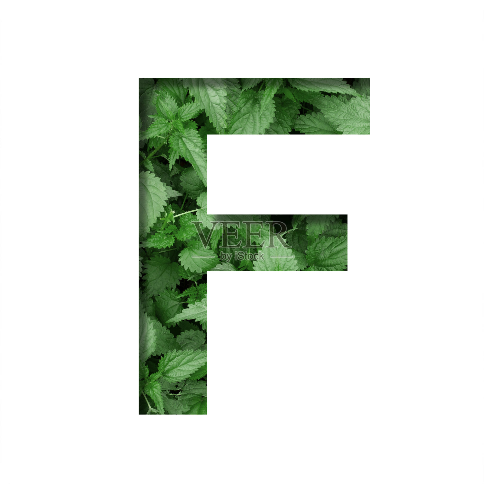 字体由叶子，字母F，剪纸在自然的绿色荨麻的背景。新鲜幼自然叶容积地球日字体集。照片摄影图片