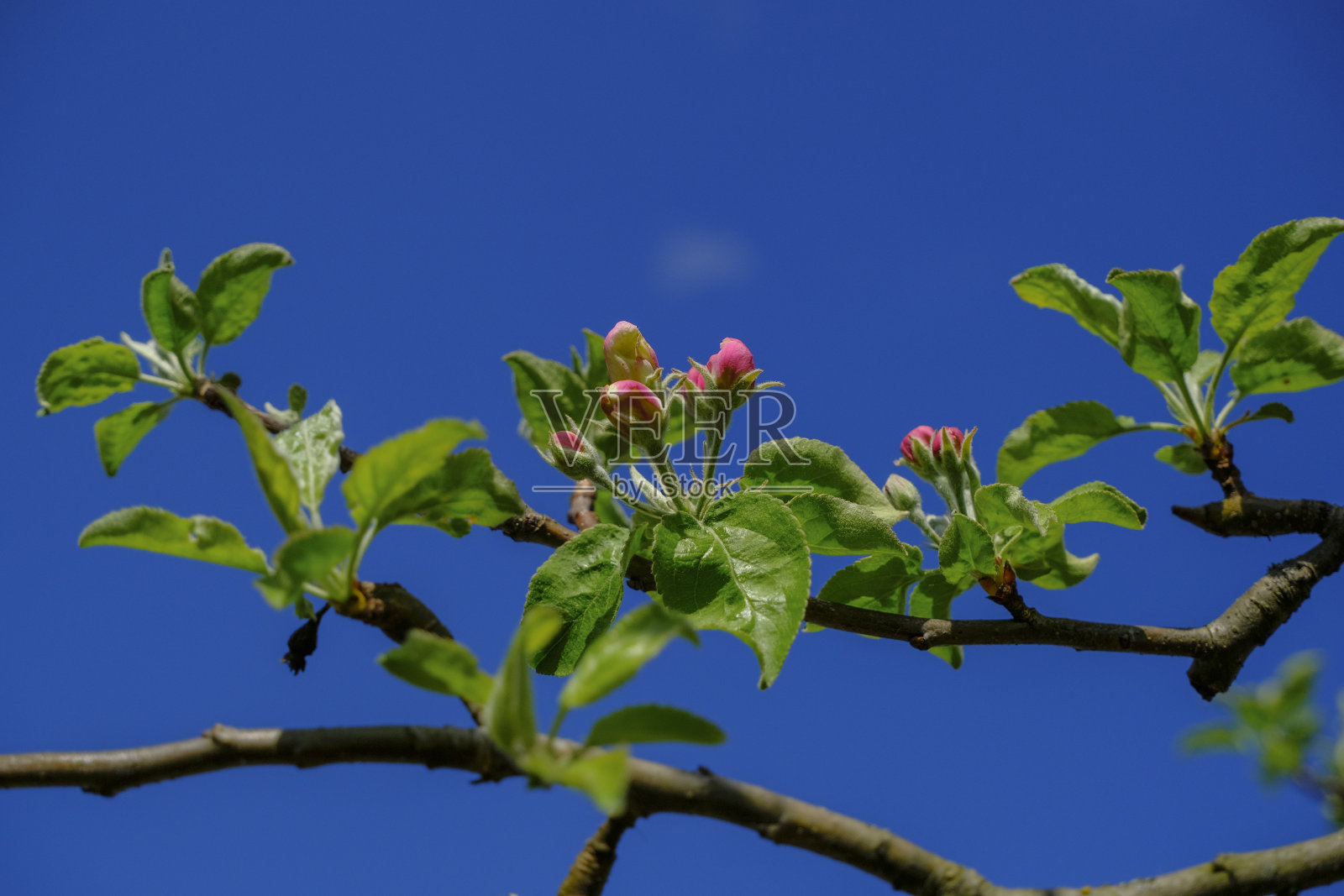 嫩嫩的嫩叶和粉红色的花朵映衬着蓝天的柿子树特写。春天大自然的概念照片摄影图片