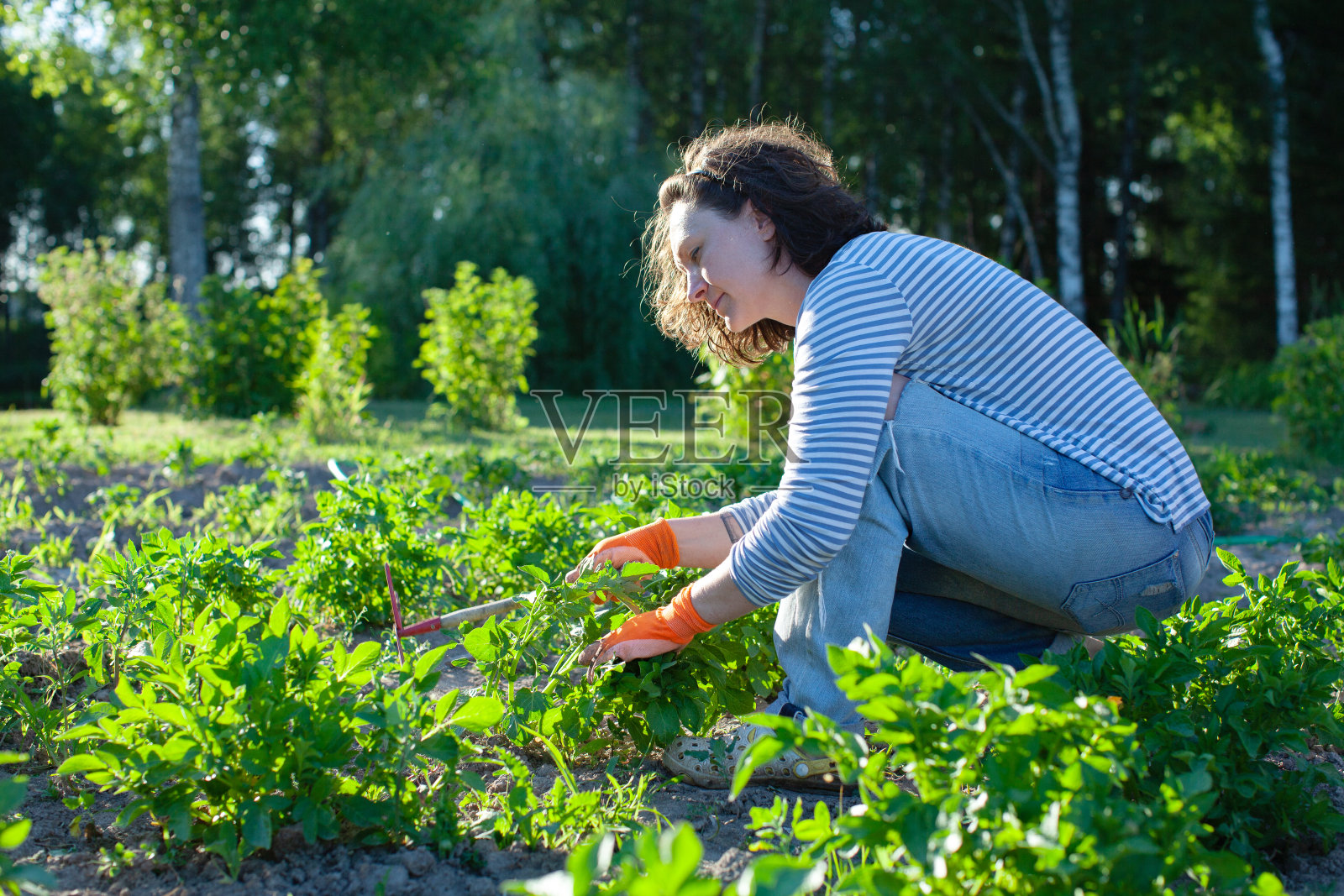 年轻女子在菜园里工作照片摄影图片