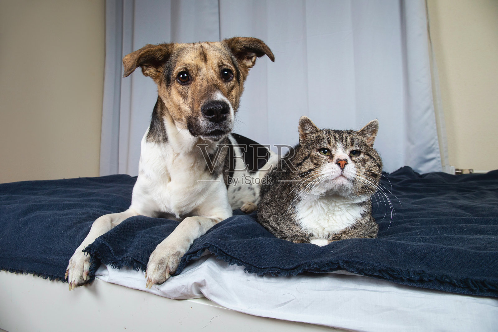 狗和猫在房间的床上休息照片摄影图片