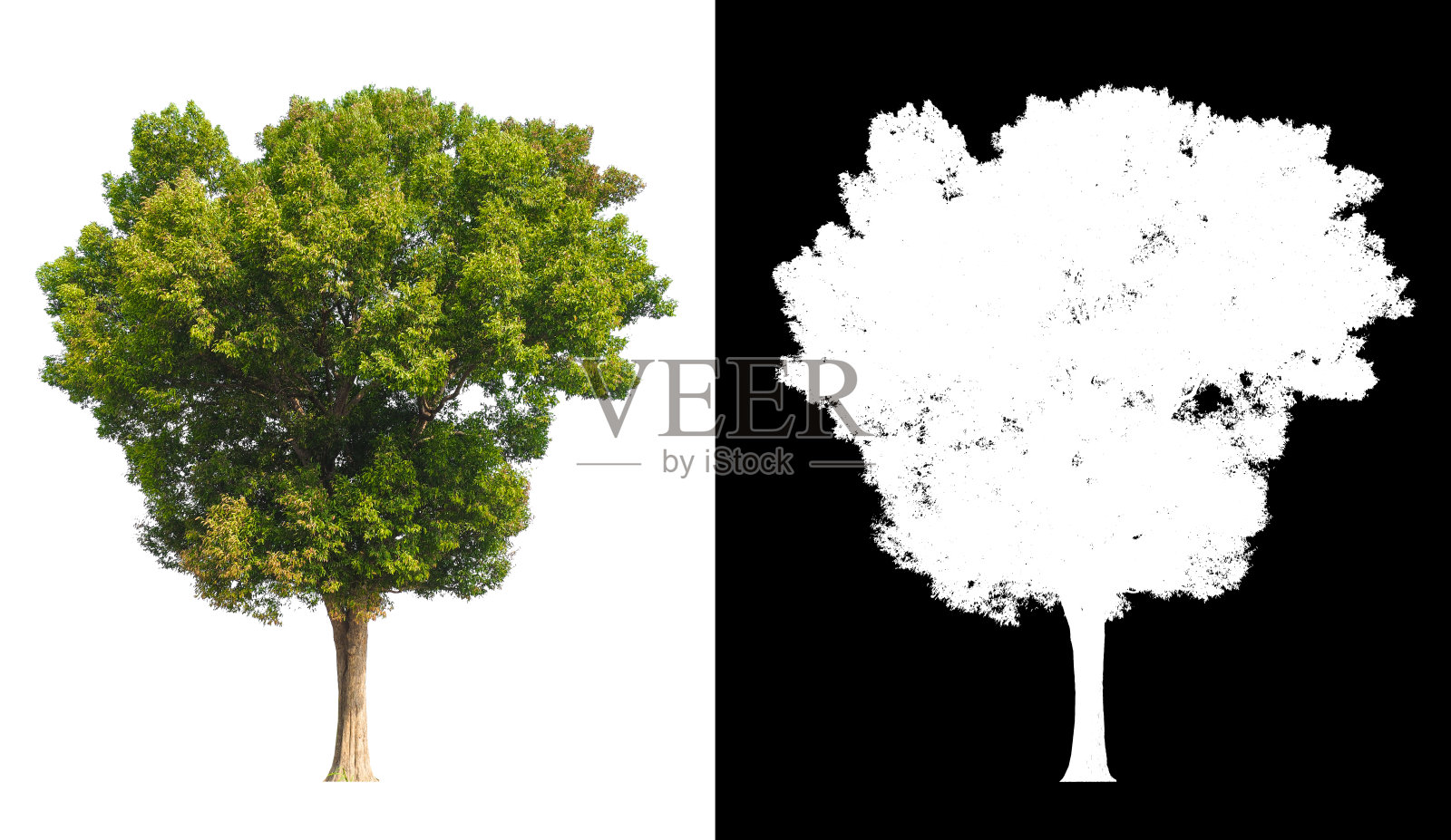 孤立的树在白色背景与剪切路径照片摄影图片