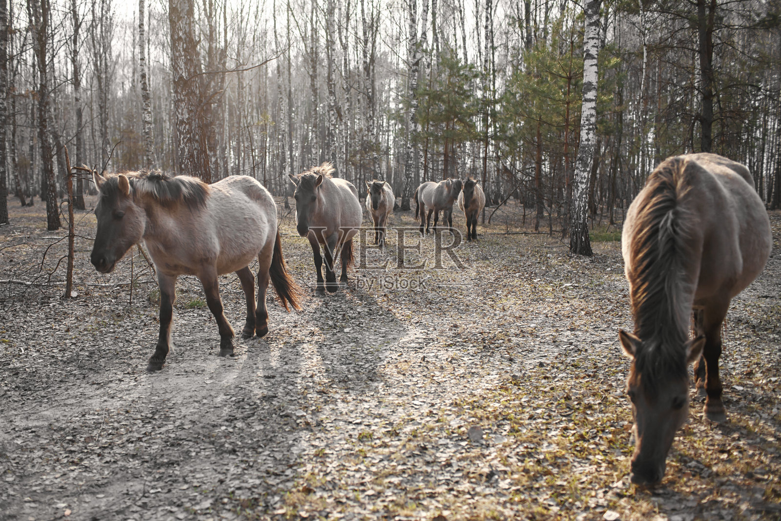 一群野马在森林里散步，吃着绿草，生物圈保护区，野生动物照片摄影图片