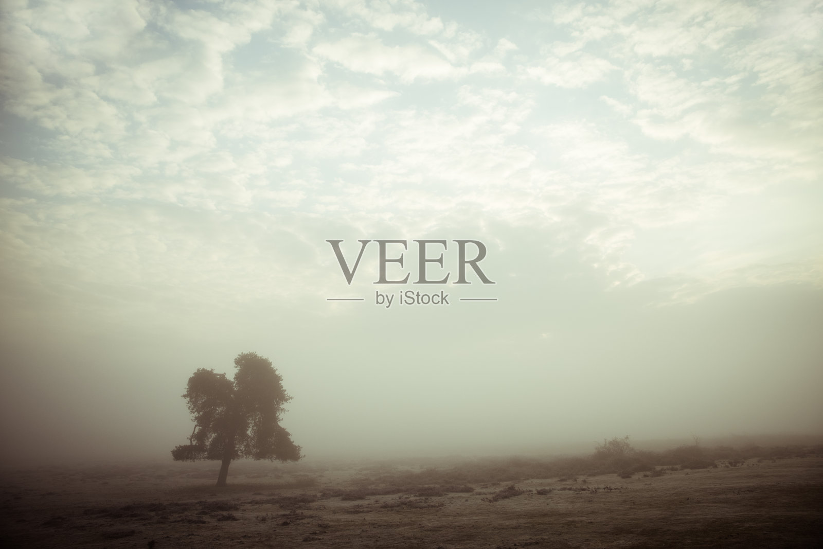 新森林国家公园-森林在雾系列照片摄影图片