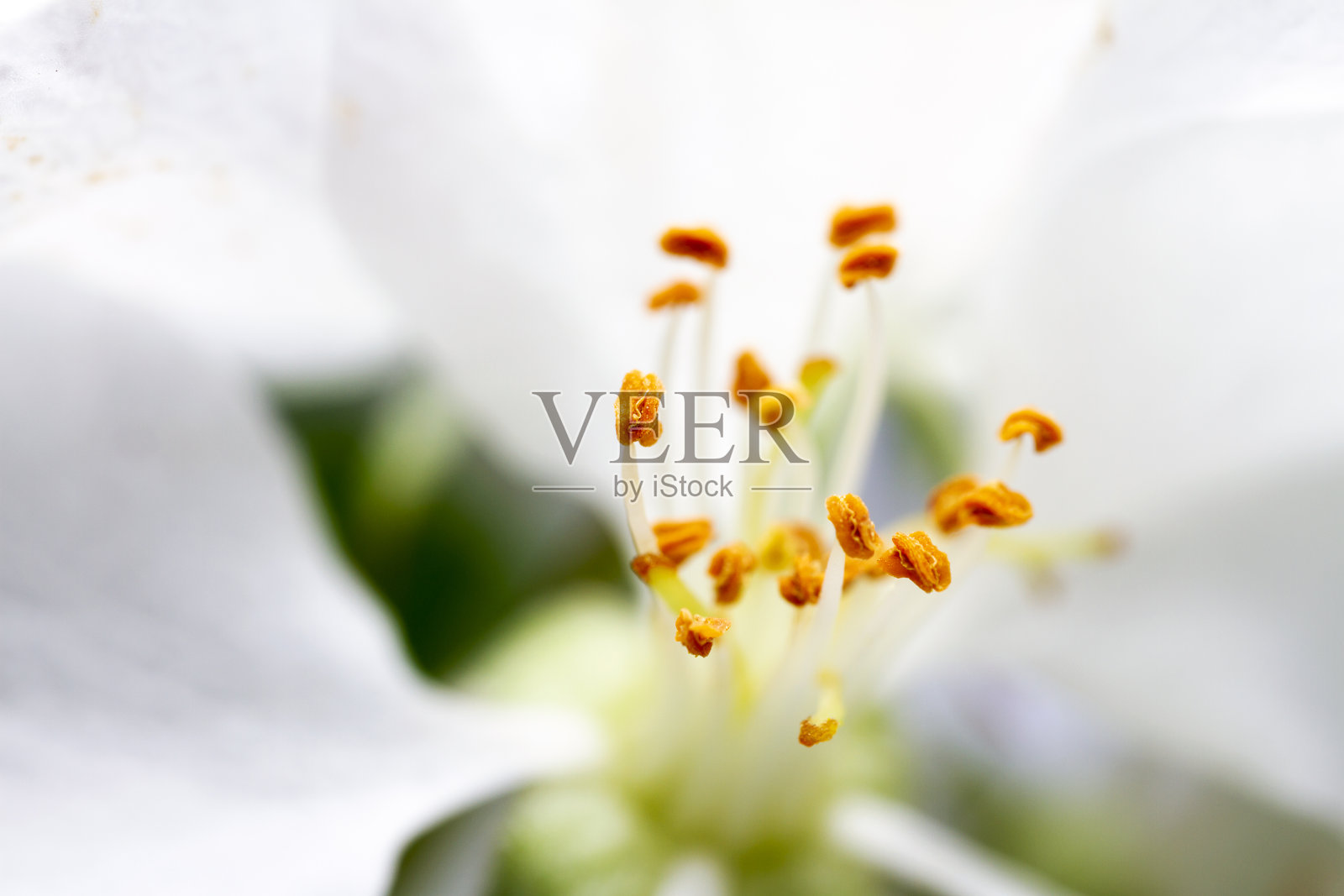 白色苹果花的极端近距离图像照片摄影图片