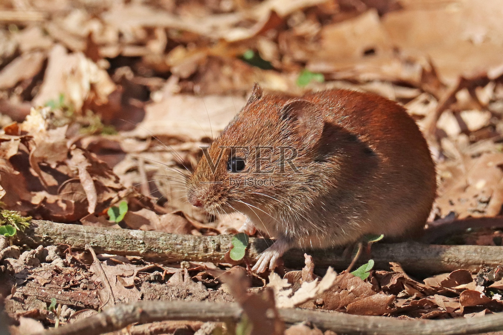 红云。照片摄影图片