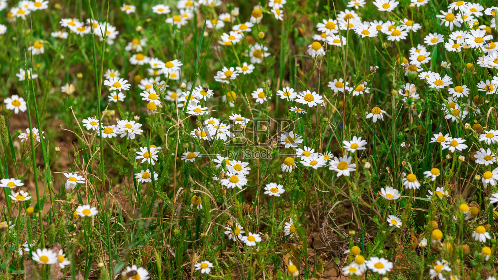 春天盛开的白色雏菊花田照片摄影图片