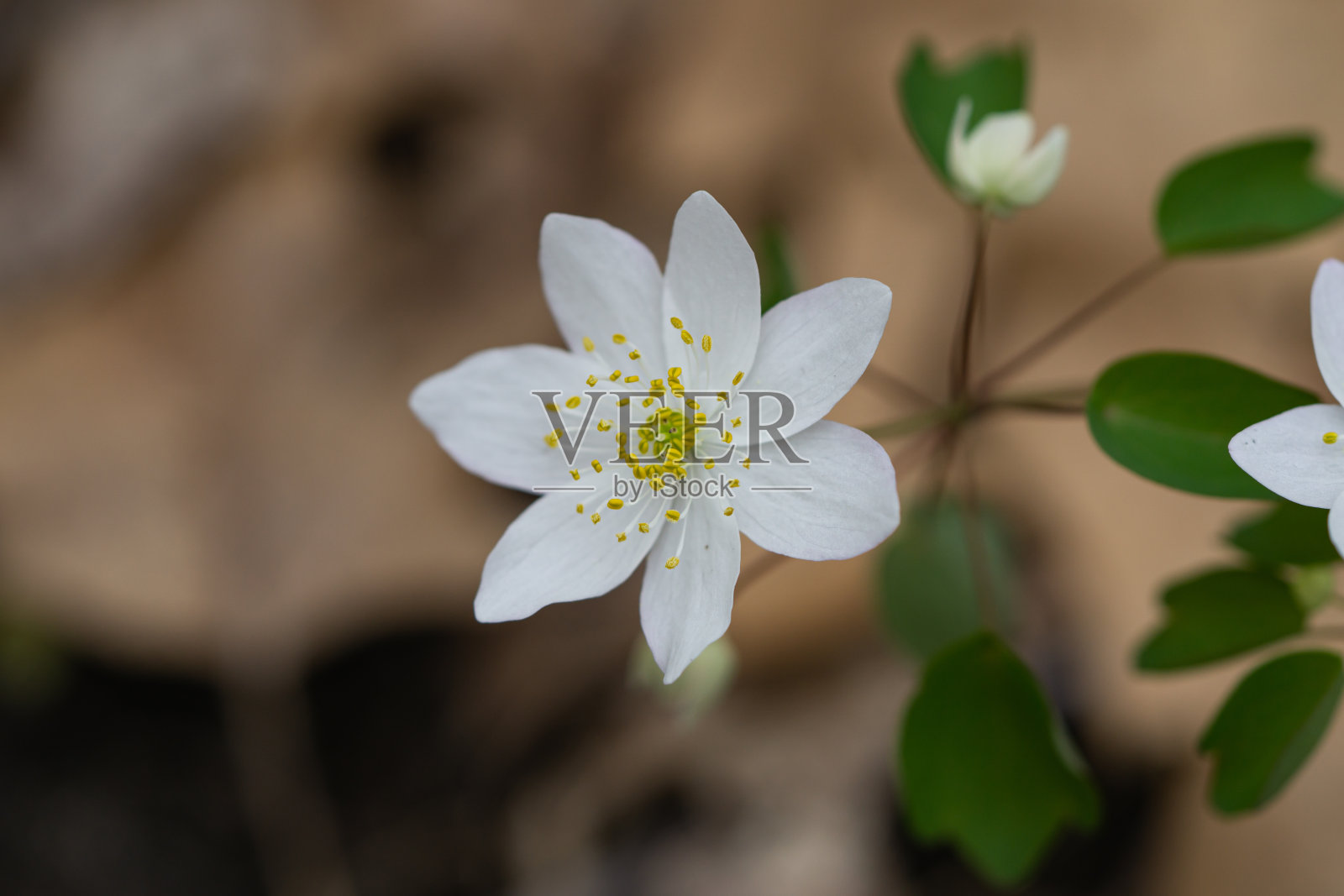 春天的Rue Anemone花照片摄影图片