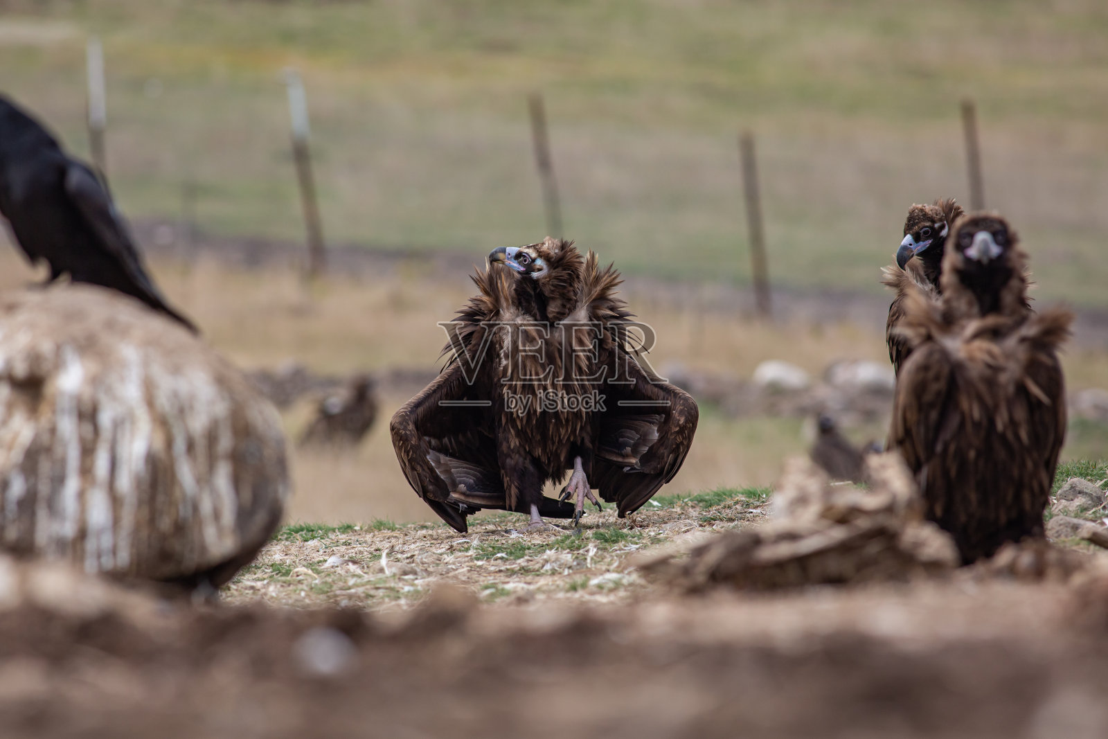 灰色的秃鹰照片摄影图片