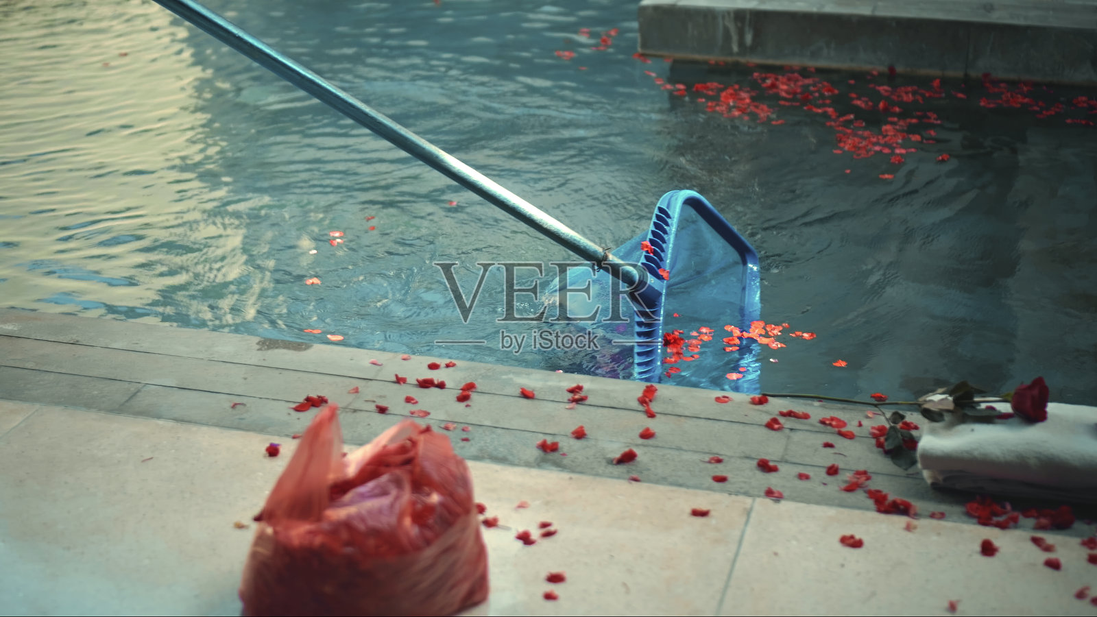 用带网的长棍工具，用蓝色的水从红色的花瓣中清理游泳池照片摄影图片