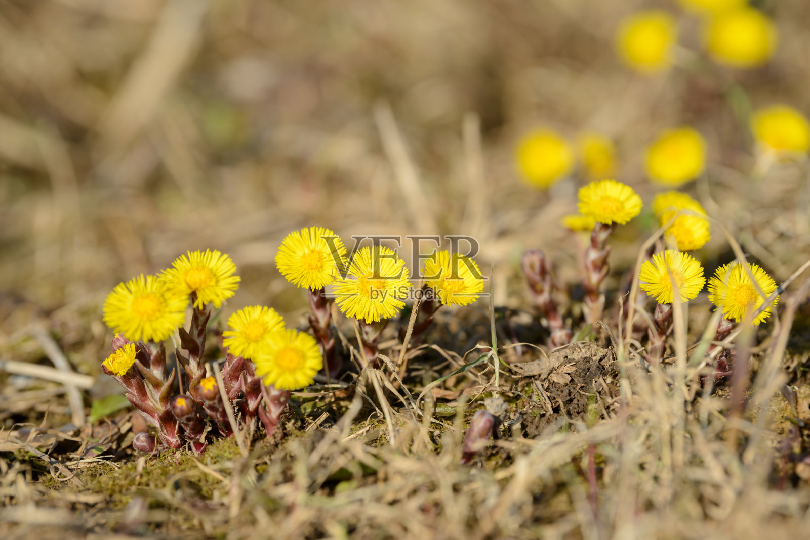 款冬或马蹄的药用野生草本植物。金针菇生长在田间。用作药物成分的小花。草地春暖花开。一群美丽的黄花。照片摄影图片