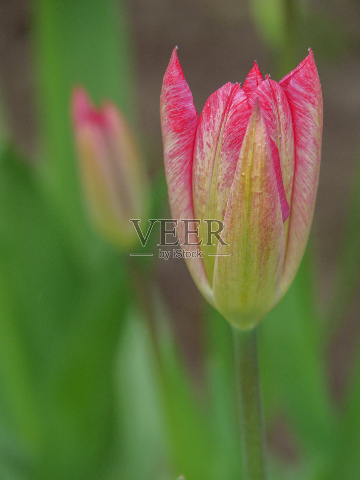 德国花园里的郁金香照片摄影图片