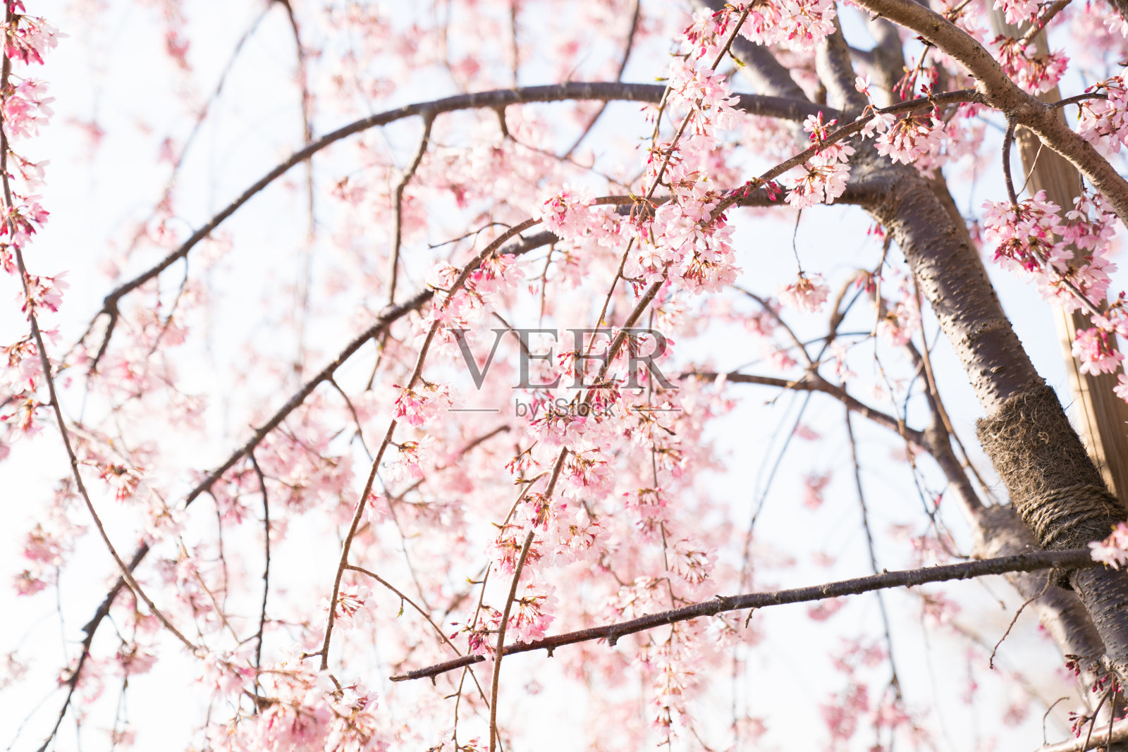东京樱花盛开照片摄影图片