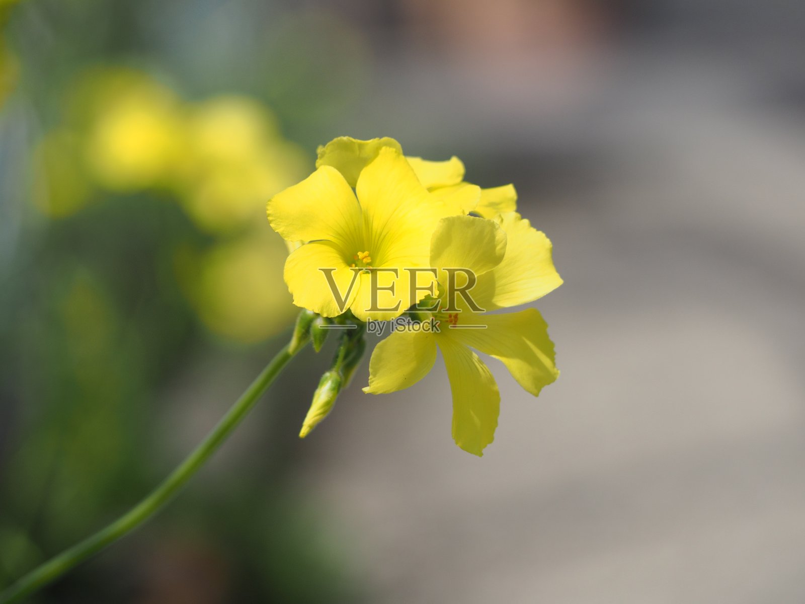 奥卡利斯比斯卡普拉雷照片摄影图片