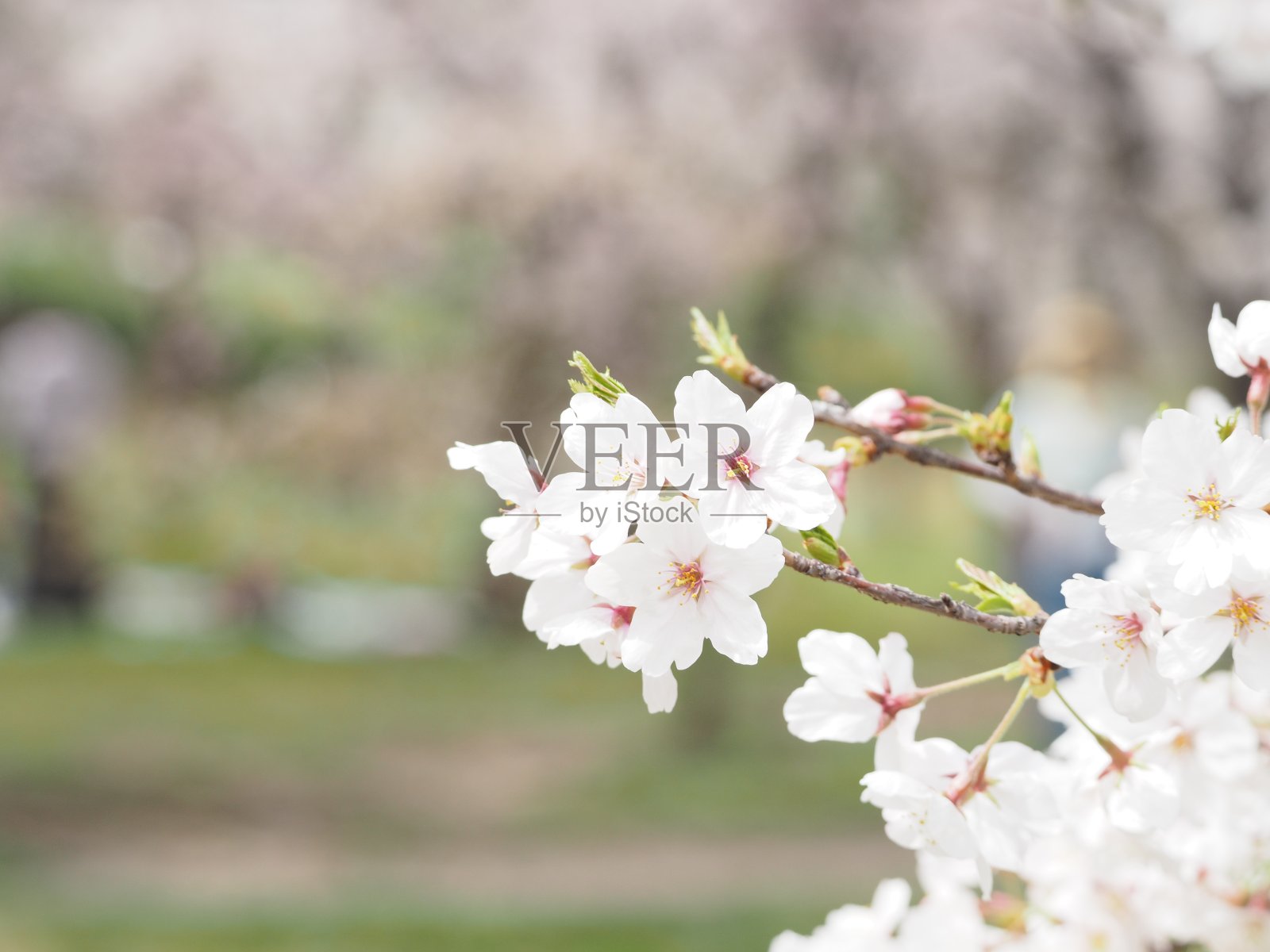 樱花照片摄影图片
