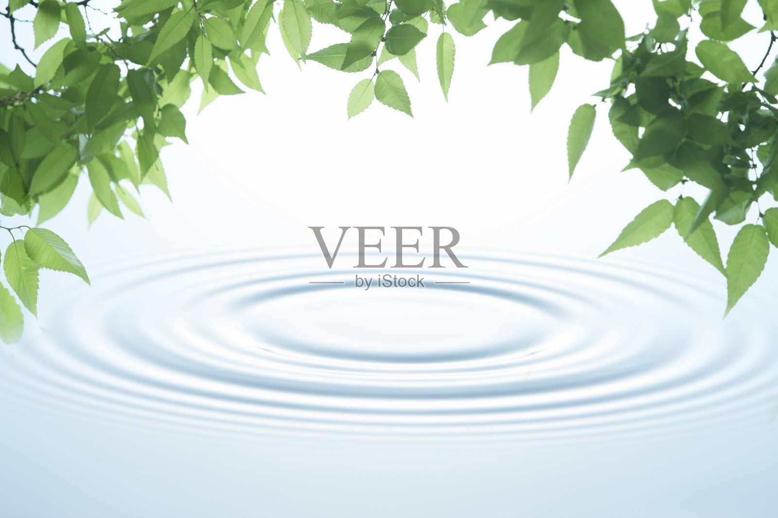 嫩绿的叶架荡漾照片摄影图片