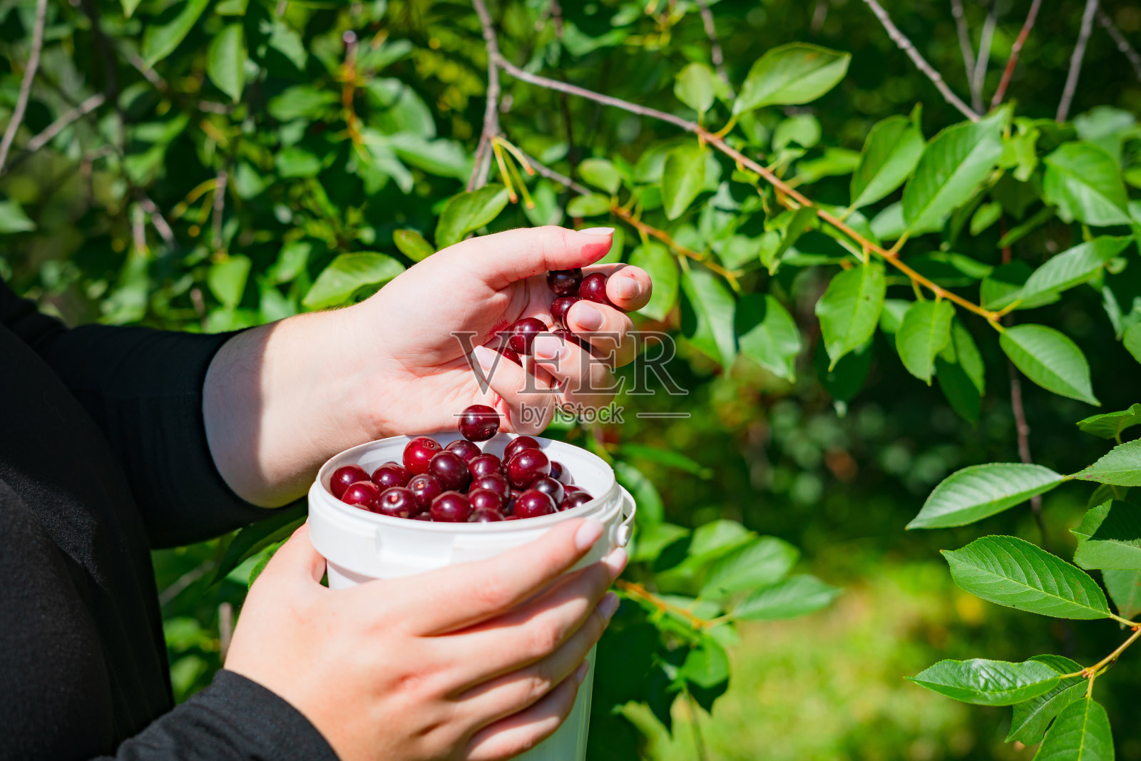 近距离的女人的手采摘成熟的樱桃的树枝。夏天在水果农场将红樱桃收进一个白色的塑料桶里。照片摄影图片
