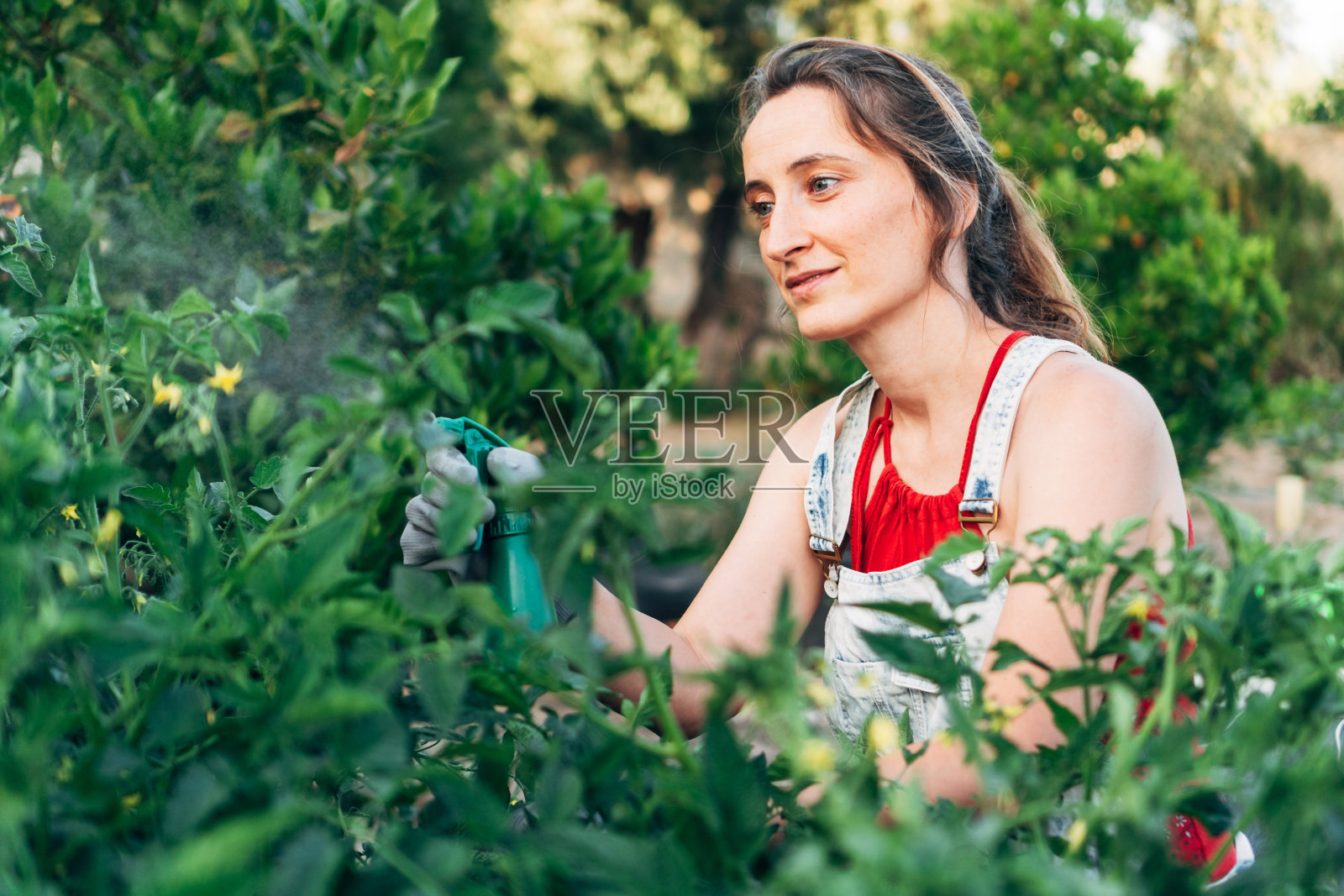 年轻的园丁在有机花园里浇水。这个女孩手里拿着喷雾剂来喷洒蔬菜。健康的生活方式照片摄影图片