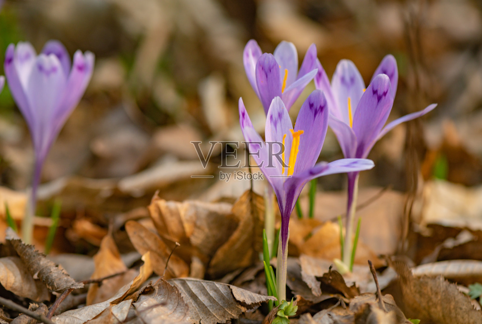 森林里盛开的番红花的特写照片摄影图片