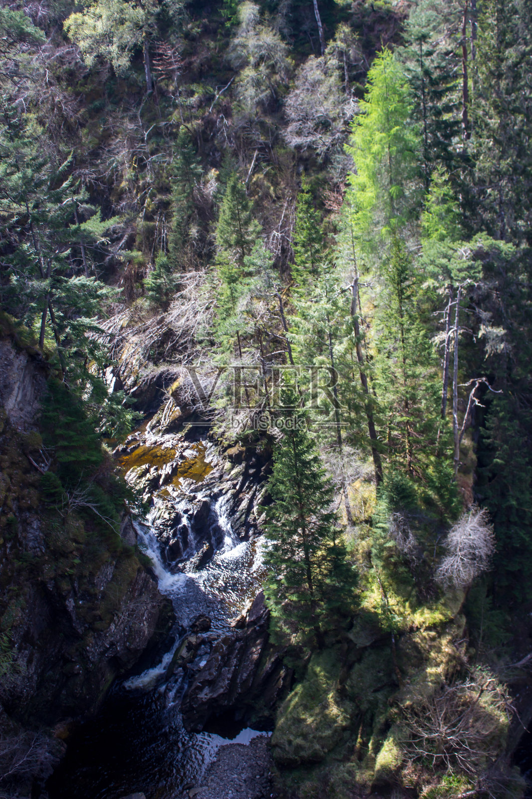 藏在亚弗里克峡谷的高大松树照片摄影图片