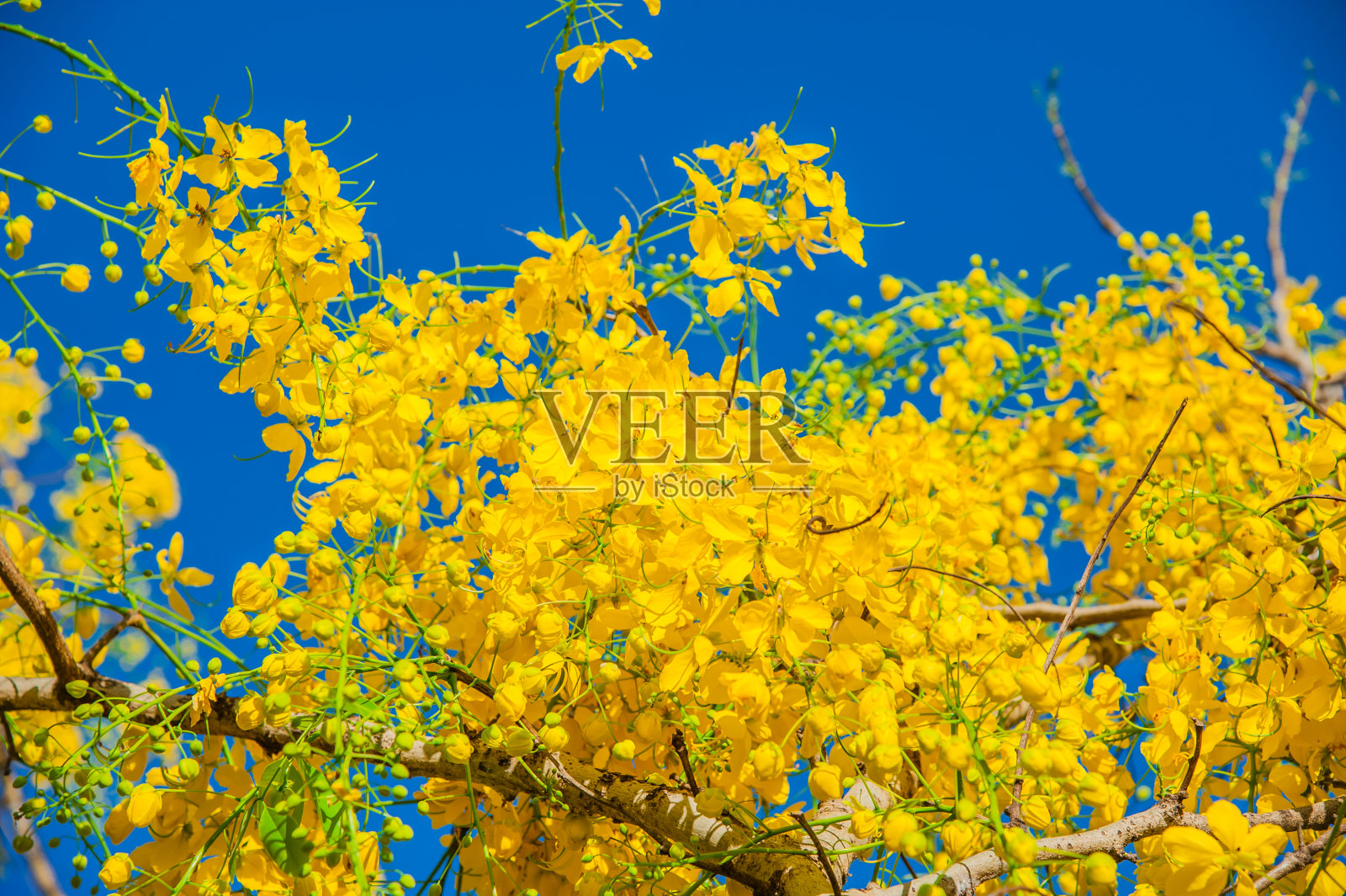 花。色彩中的自然与环境。照片摄影图片