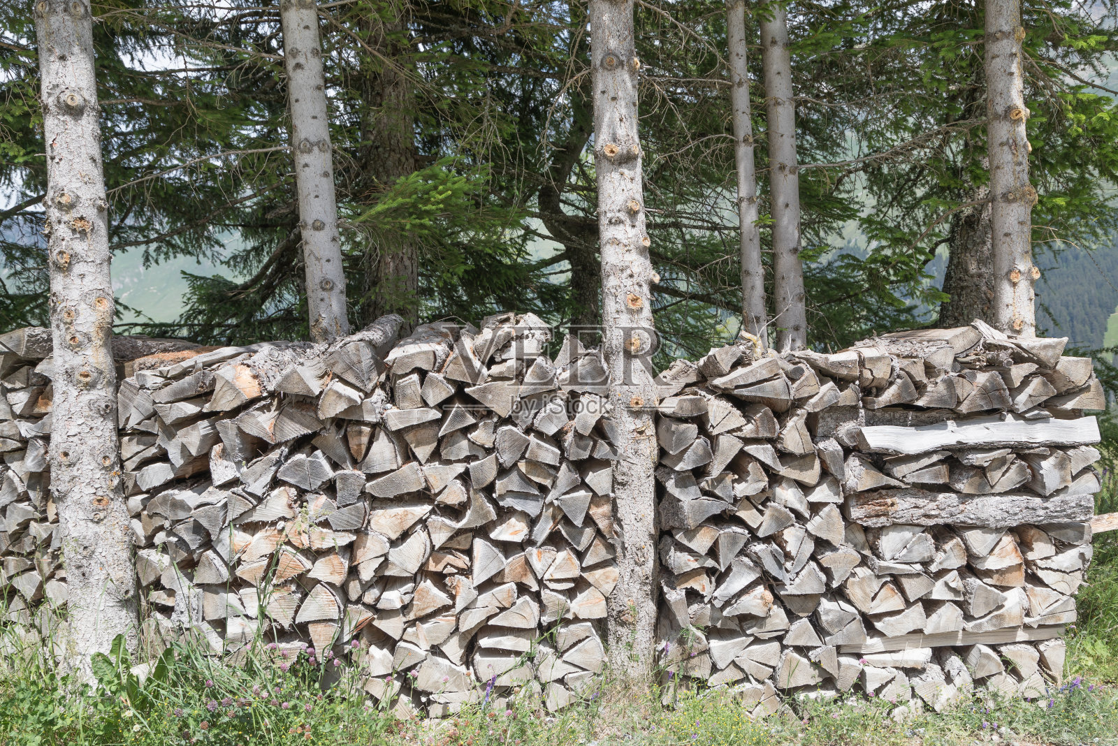 森林中生长的树木照片摄影图片
